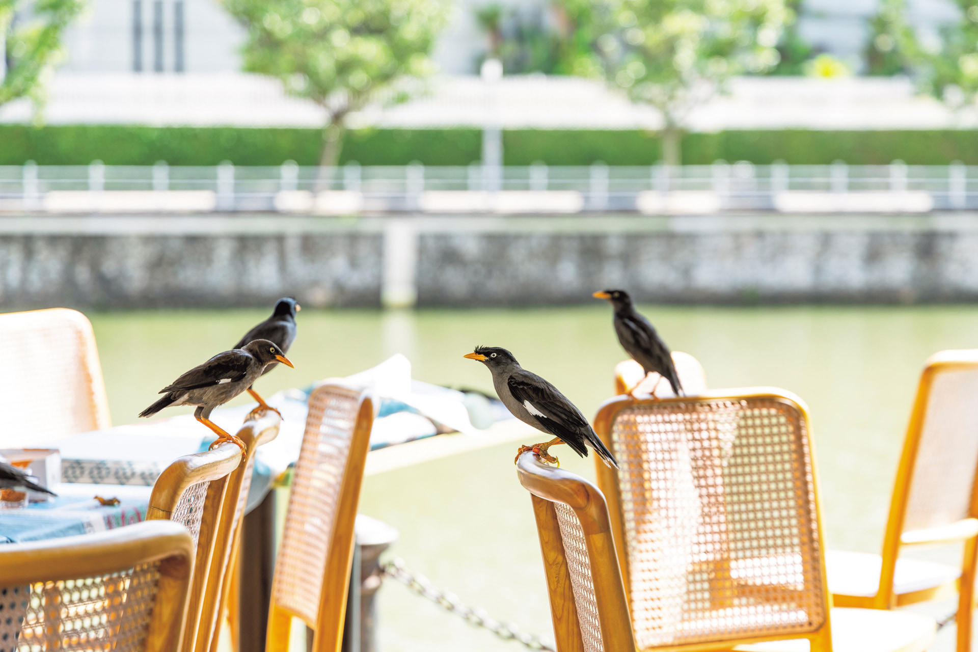 夜はさわがしい港エリアも昼は静か。「動物優先」でイスに止まる手前のジャワハッカにピントを合わせたが、ピントを外すことなく、追い続けてくれた<br><span class="fnt-85">キヤノン EOS R6 Mark III／RF24-105mm F4 L IS USM／91mm／マニュアル露出（F4、1/160秒）／ISO 100／WB：オート</span>