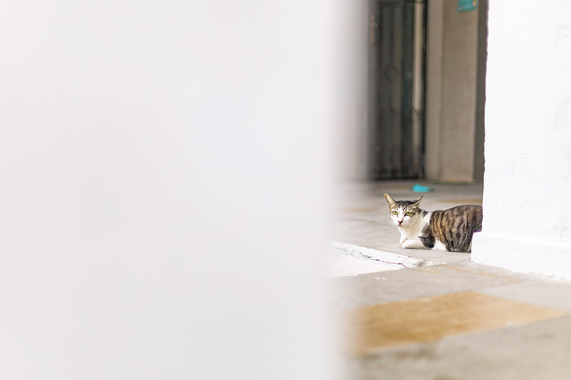 HDBにいたネコ。人慣れしていてこちらをずっと見つめていた。大きく前ボケを入れたが、このシーンでもAFは主役の被写体を見失うことはなかった<br><span class="fnt-85">キヤノン EOS R6 Mark III／RF24-105mm F4 L IS USM／50mm／マニュアル露出（F4、1/400秒）／ISO 250／WB：オート</span>