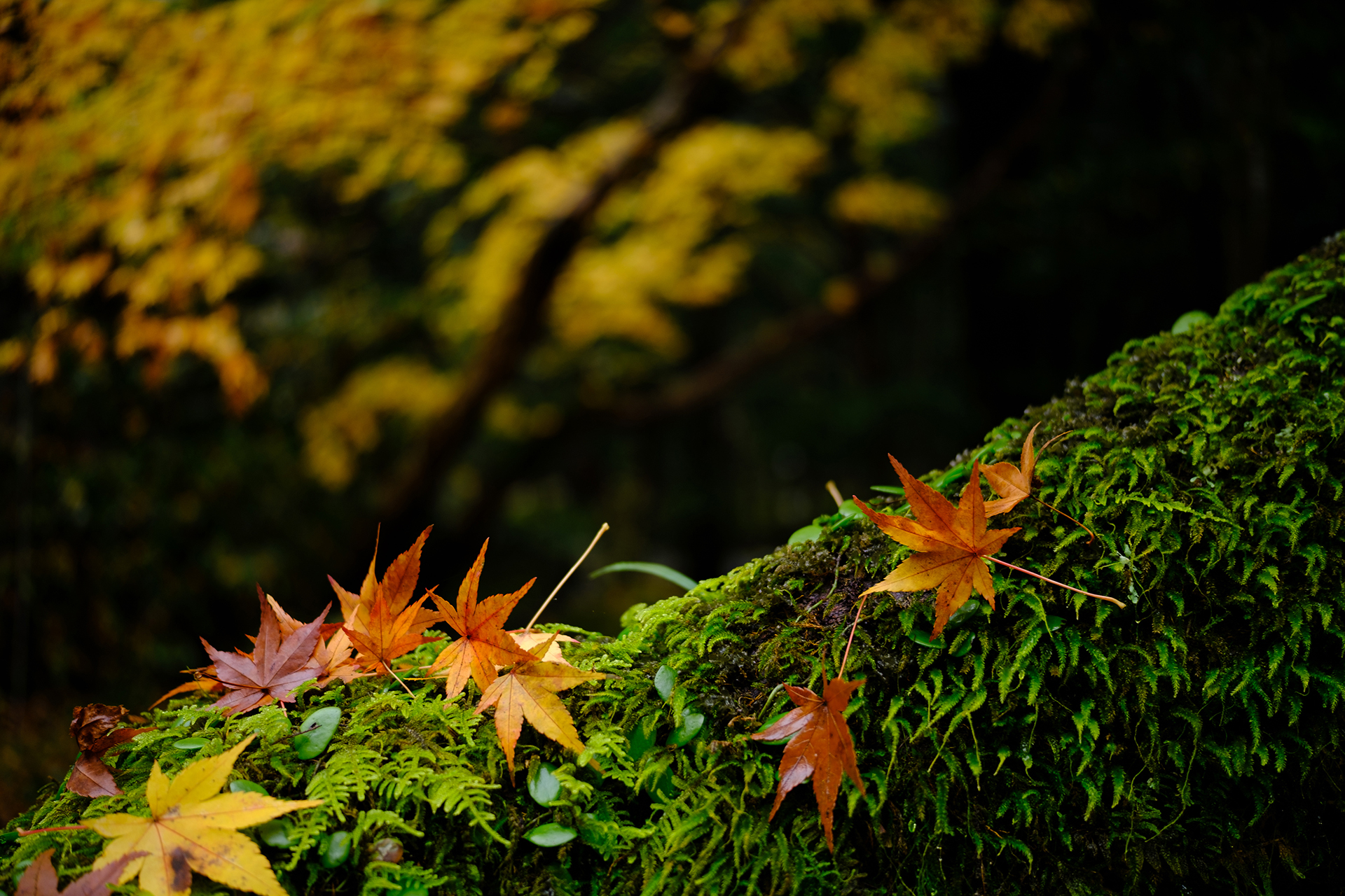 提供：株式会社焦点工房