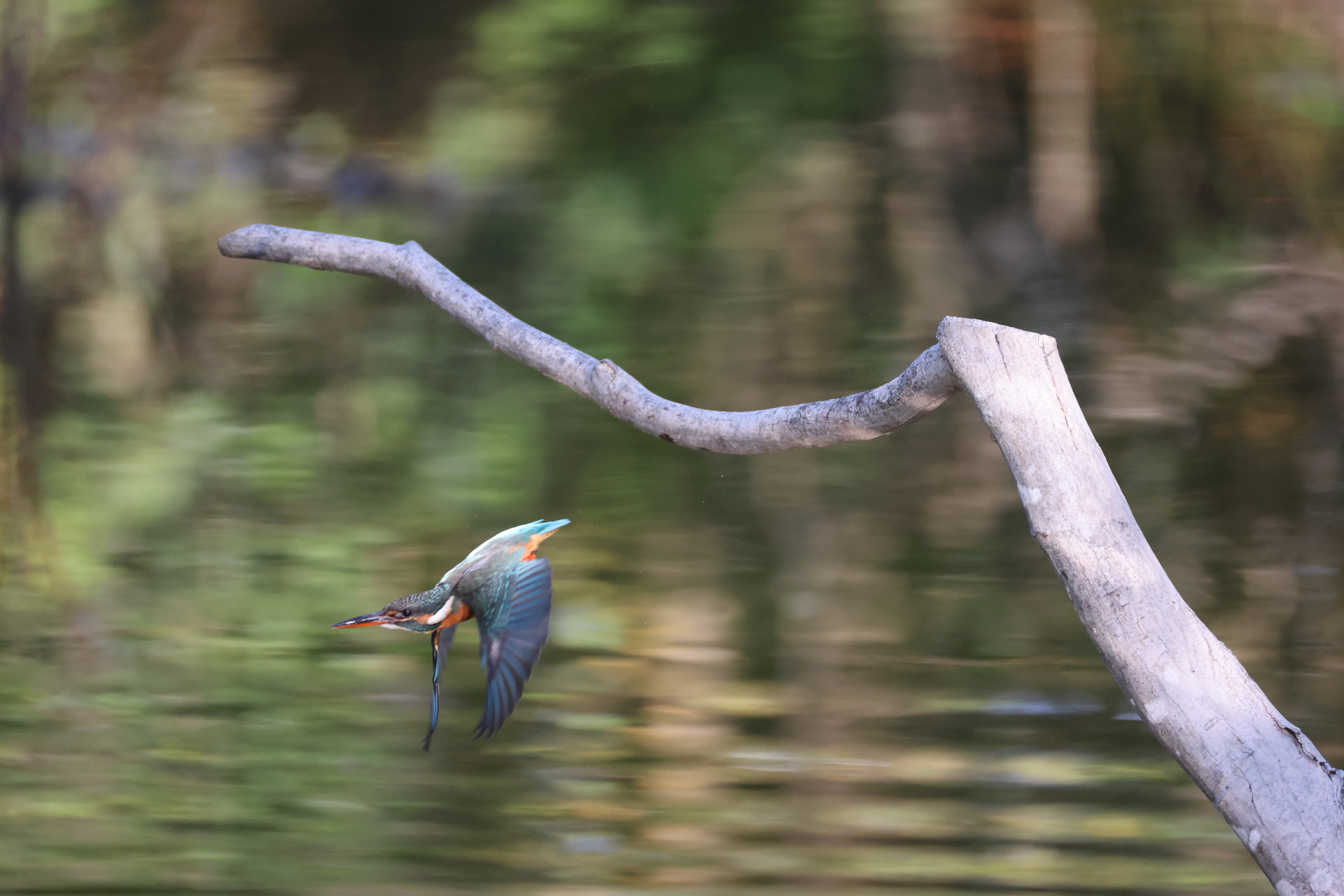 EOS R6 Mark III／RF200-800mm F6.3-9 IS USM／800mm／シャッター優先AE（1/2,000秒、F9）／ISO 6400