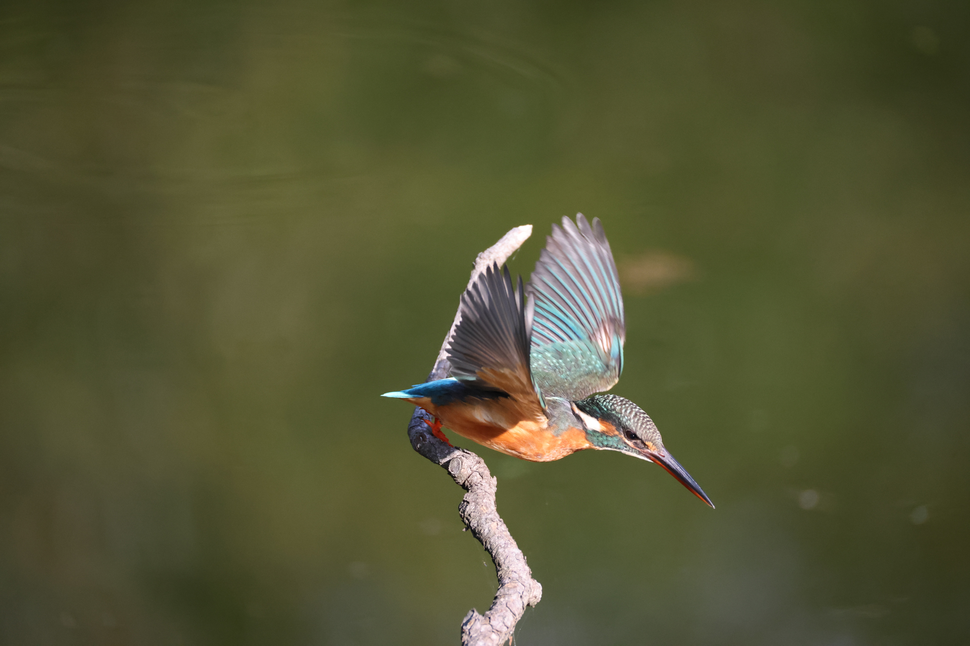 EOS R6 Mark III／RF200-800mm F6.3-9 IS USM／800mm／シャッター優先AE（1/4,000秒、F9）／ISO 8000