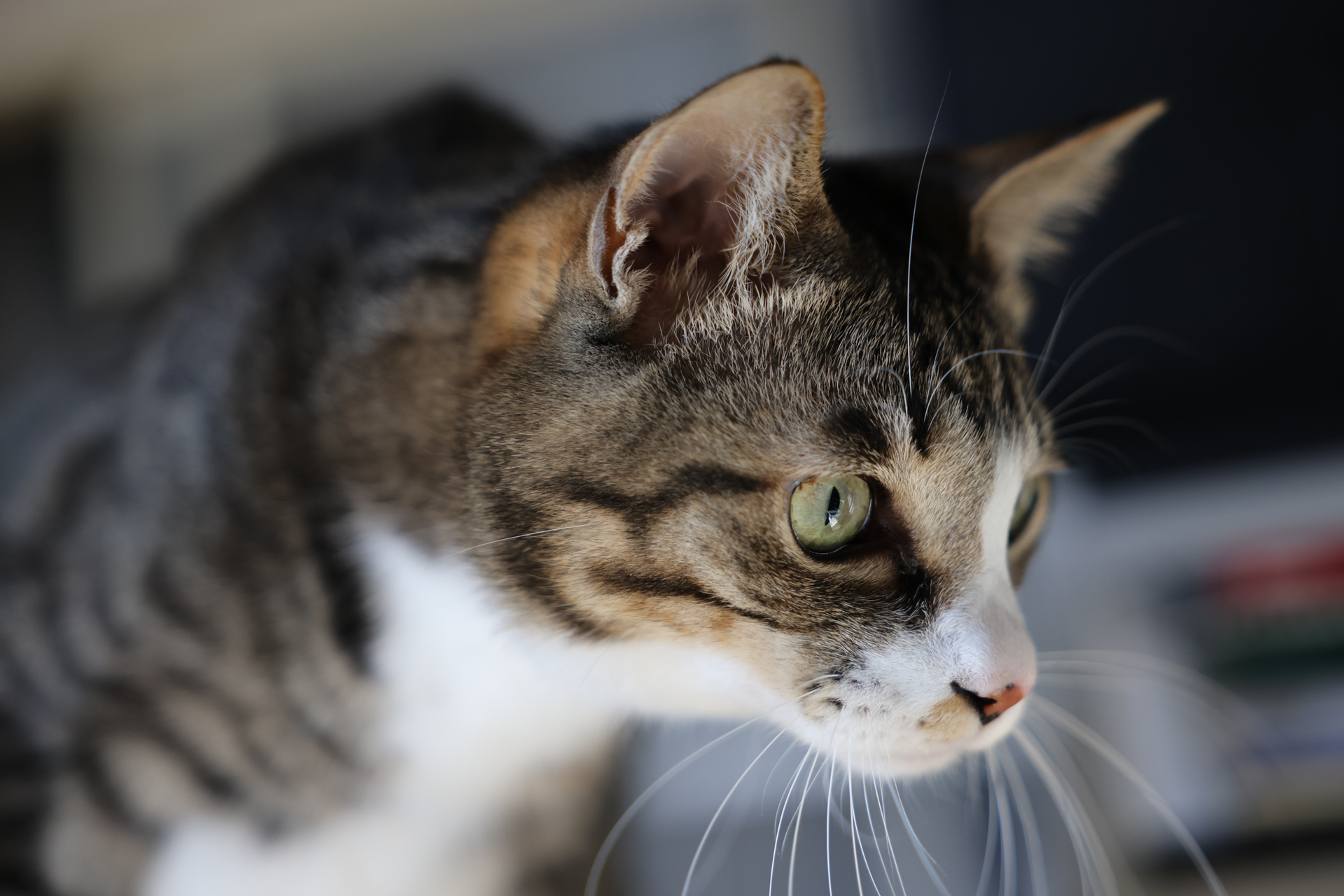 EOS R6 Mark III／RF24-70mm F2.8 L IS USM／70mm／絞り優先AE（1/400秒、F2.8、－0.33EV）／ISO 800