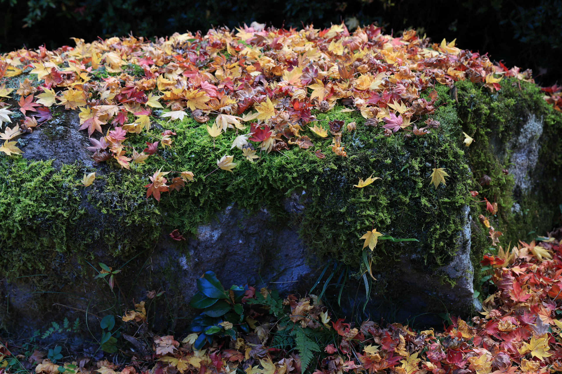 EOS R6 Mark III／RF24-70mm F2.8 L IS USM／61mm／絞り優先AE（1/80秒、F5.6、－1.33EV）／ISO 400