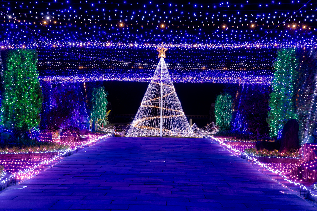 エントランスを彩るシンボルツリー