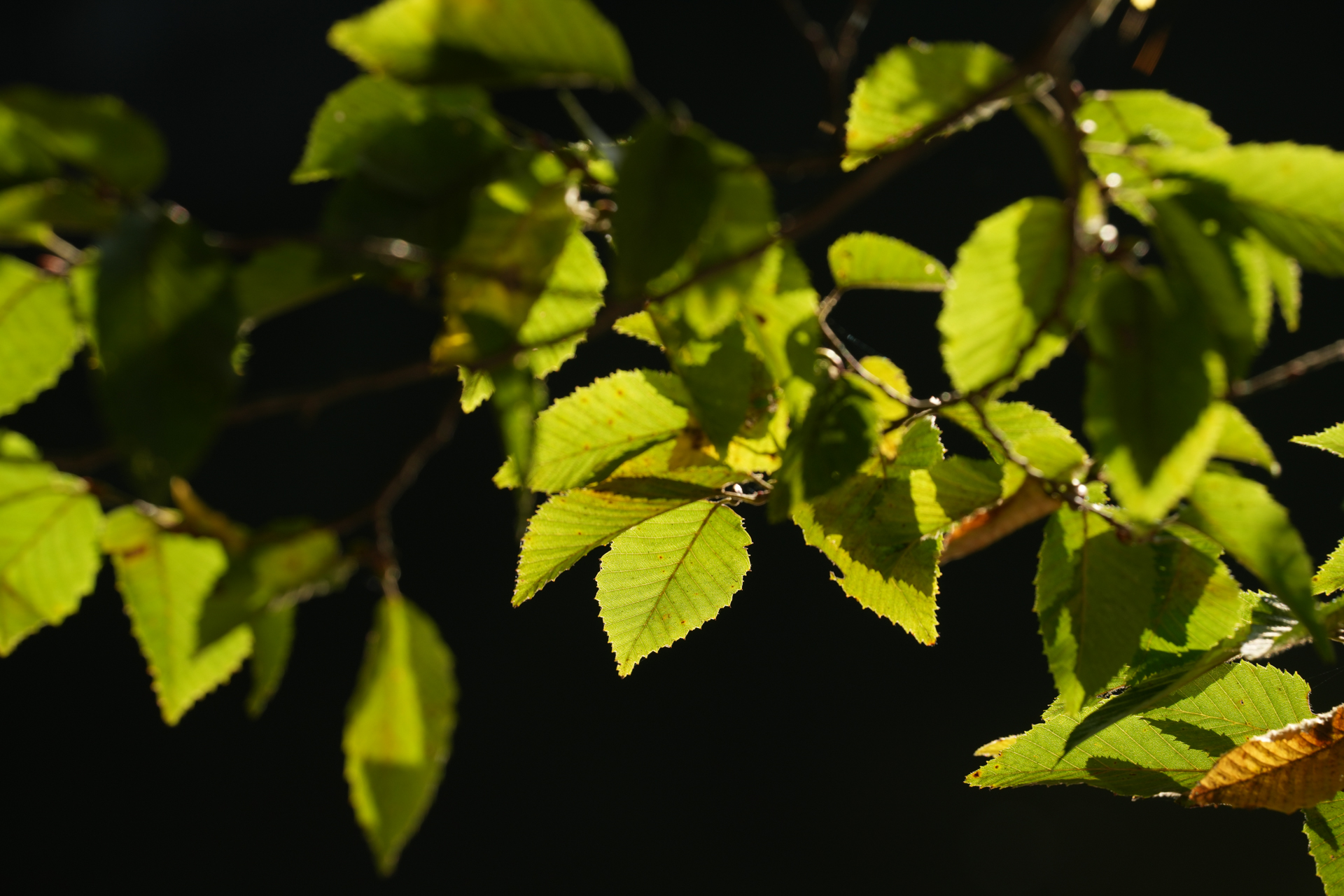 ソニー α7R V／25-200mm F/2.8-5.6 Di III VXD G2／200mm／マニュアル露出（1/250秒、F8.0）／ISO 200