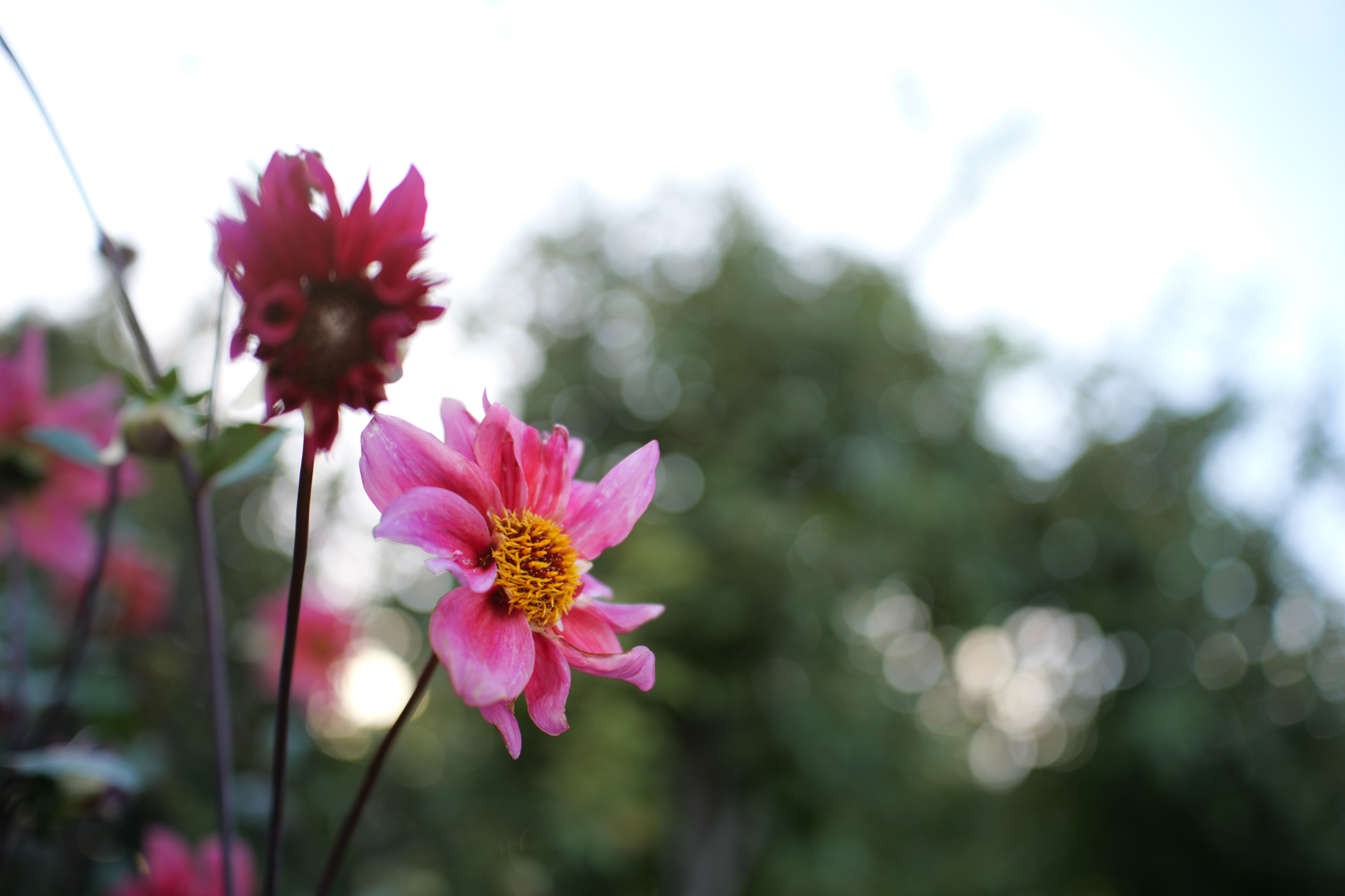 パナソニック LUMIX S5II／TTArtisan AF 40mm f/2／プログラムAE（1/100秒、F2.0）／ISO 100