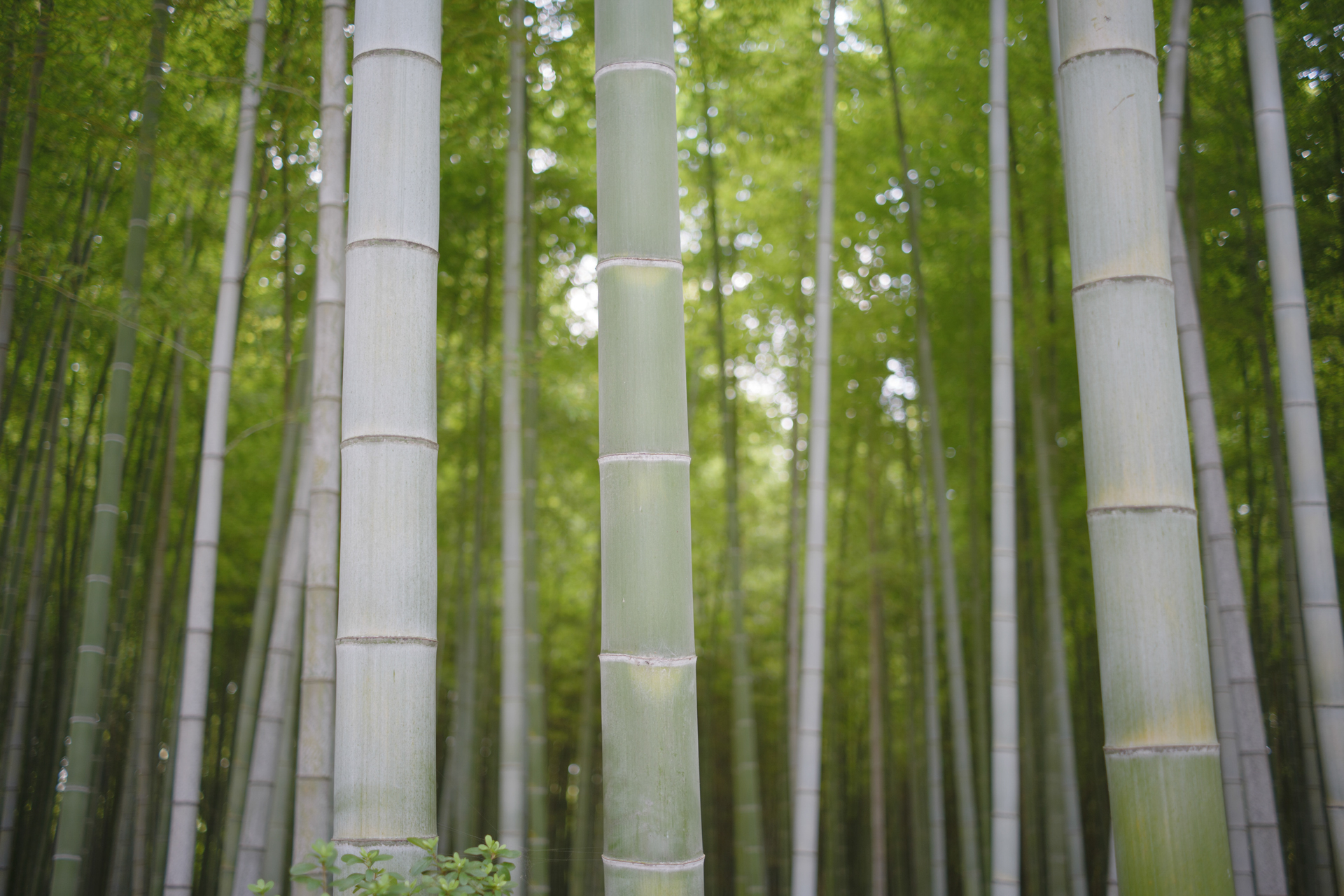 パナソニック LUMIX S5II／TTArtisan AF 40mm f/2／絞り優先AE（1/60秒、F2.0）／ISO 160