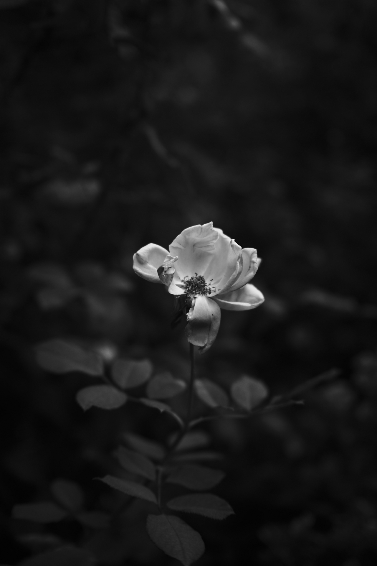 パナソニック LUMIX S5II／TTArtisan AF 40mm f/2／絞り優先AE（1/640秒、F2.0）／ISO 400