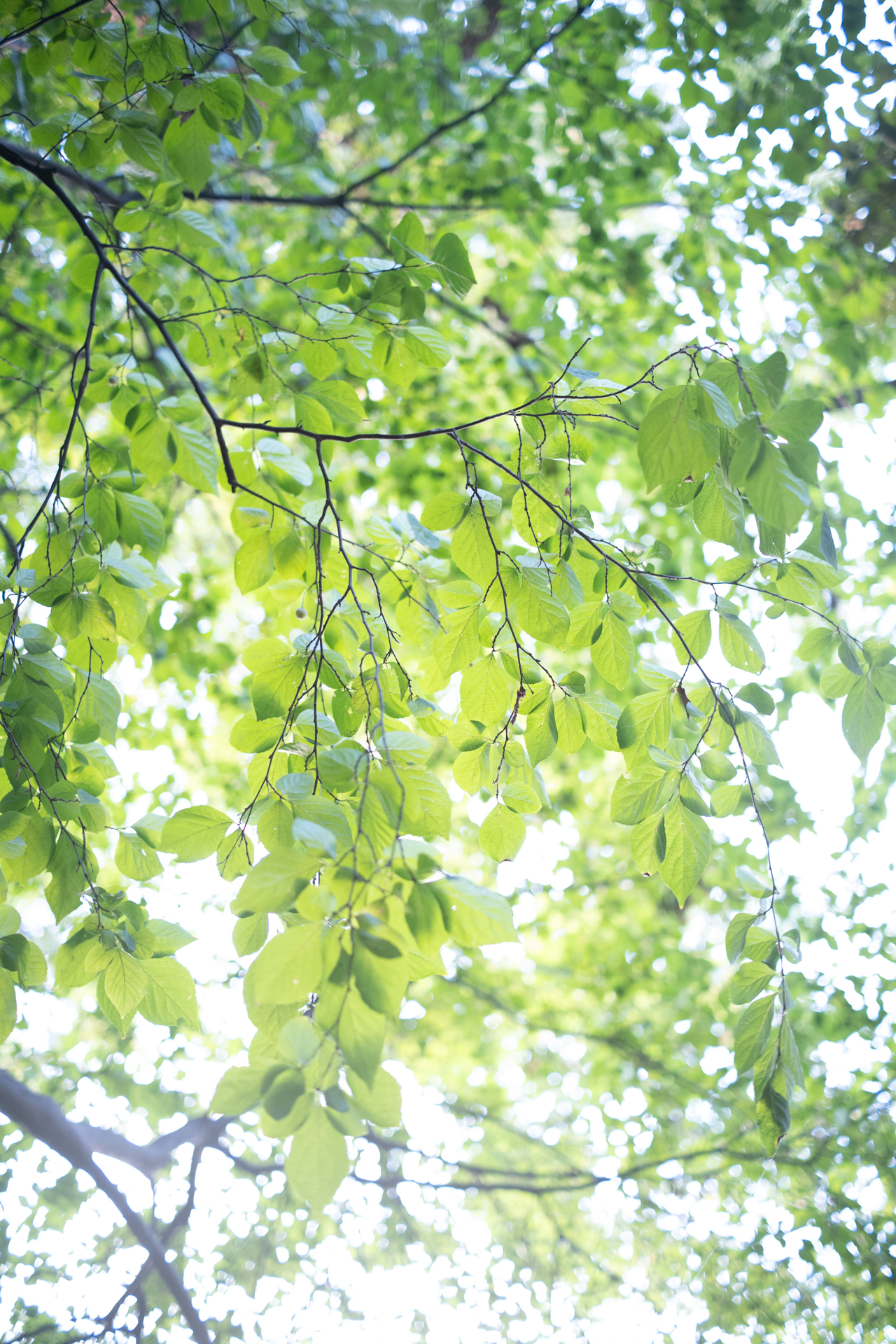 パナソニック LUMIX S5II／TTArtisan AF 40mm f/2／絞り優先AE（1/60秒、F2.0）／ISO 1600