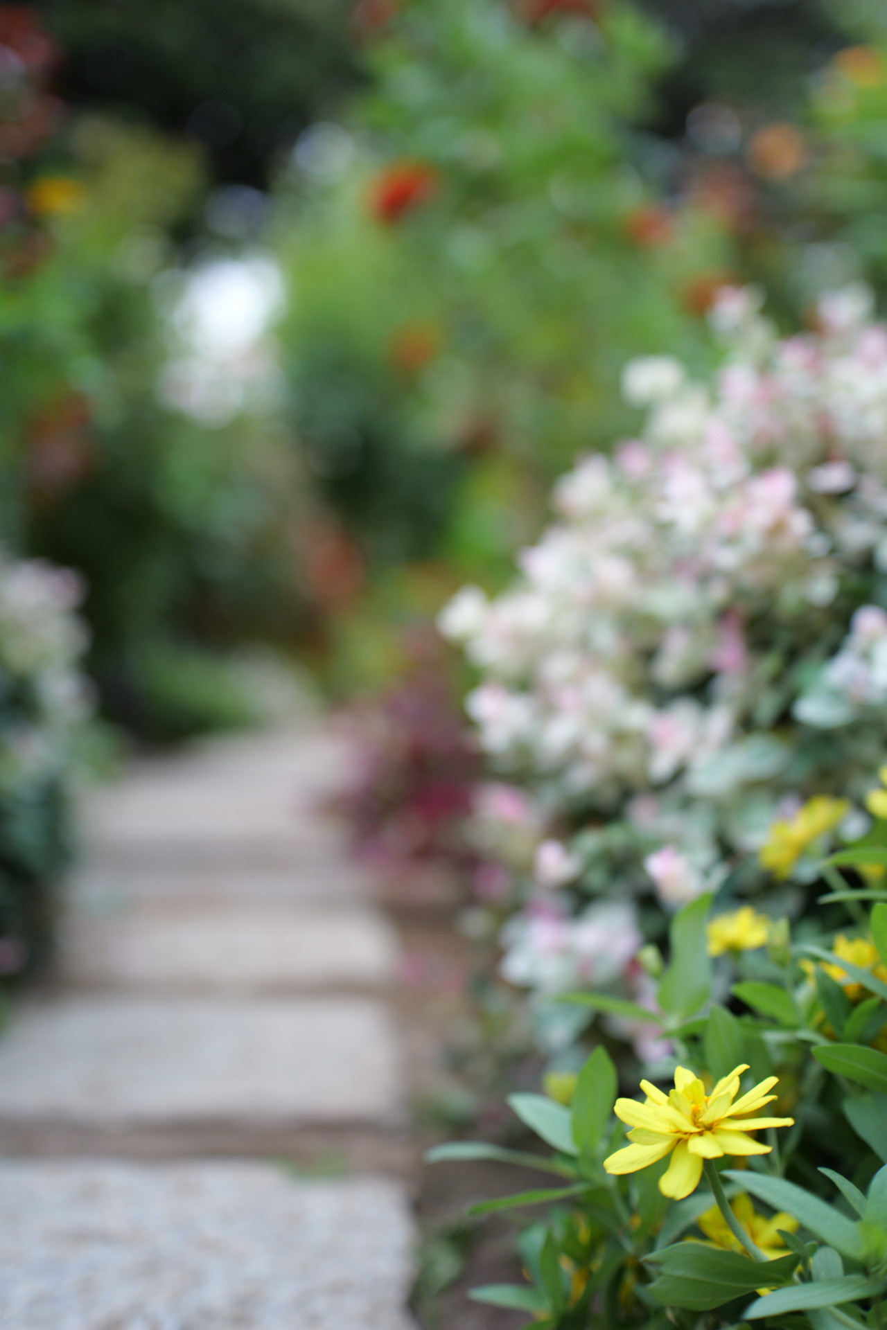 パナソニック LUMIX S5II／TTArtisan AF 40mm f/2／絞り優先AE（1/60秒、F2.0）／ISO 100