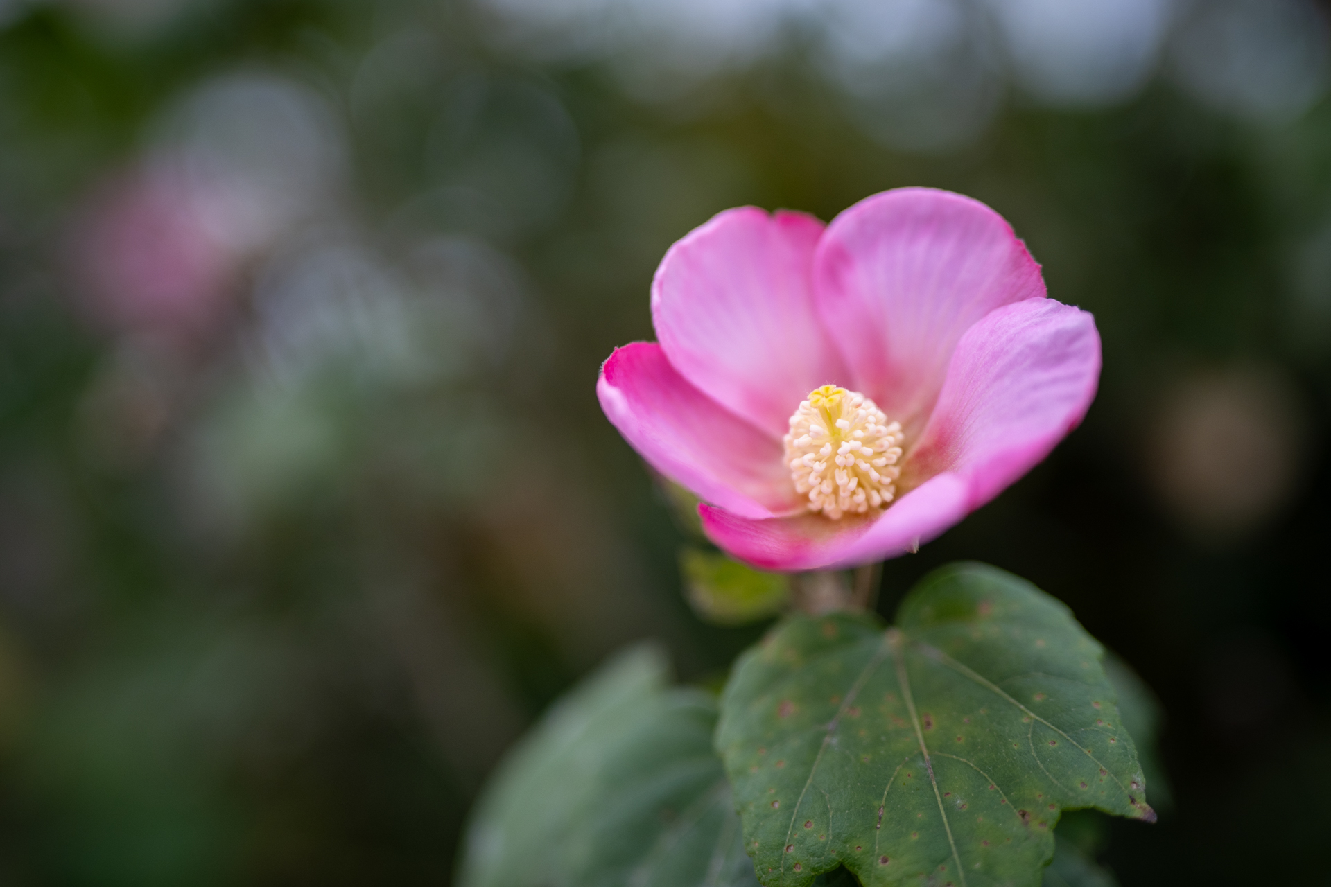 本レンズの真骨頂的な描写ですね。曇天でフラットな条件ですが、きっちりキメてくれる感じです。<br><span class="fnt-85">LUMIX S5IIX／SIGMA 50mm F1.4 DG HSM｜Art／絞り優先AE（1/2,000秒、F1.4、−0.7EV）／ISO 400</span>