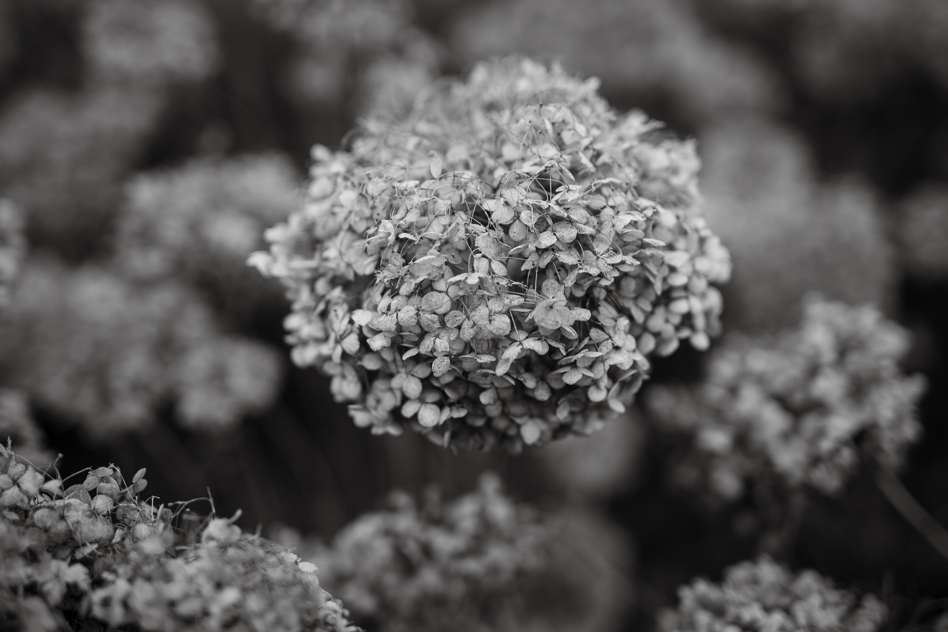 枯れた紫陽花。カラーだと美しくないのでモノクロ変換してみましたが、とても優れた描写です。<br><span class="fnt-85">LUMIX S5IIX／SIGMA 50mm F1.4 DG HSM｜Art／プログラムAE（1/1,000秒、F1.6、−0.7EV）／ISO 400</span>