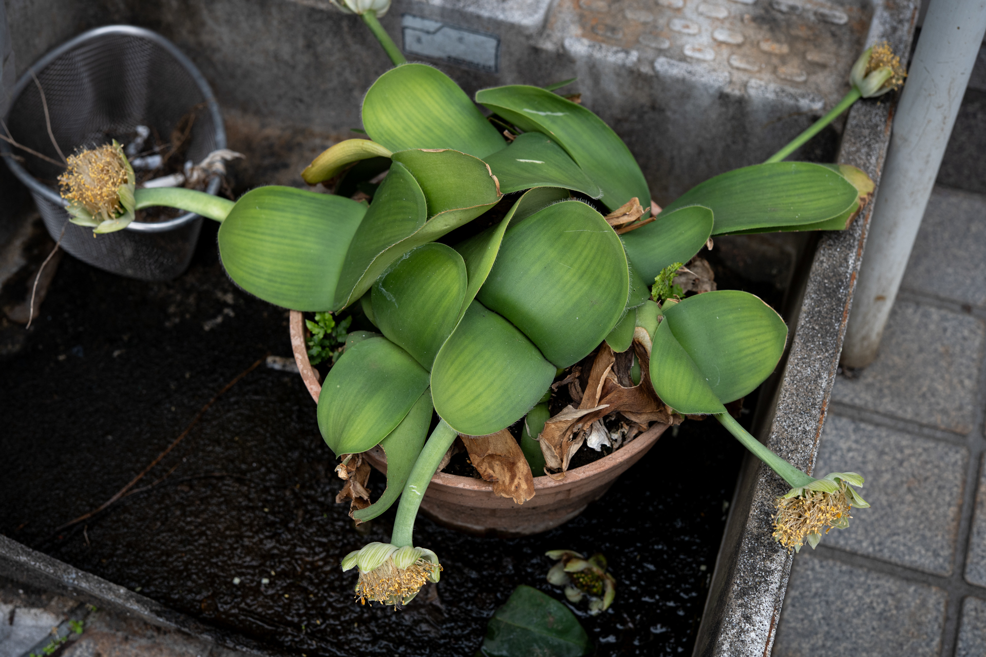 自分では撮影した記憶のない植物。屋外の流し台に放置されていました。ちょうどいい絞り値で植物も浮き立ちました。<br><span class="fnt-85">LUMIX S5IIX／SIGMA 50mm F1.4 DG HSM｜Art／プログラムAE（1/80秒、F5.6、−1EV）／ISO 400</span>