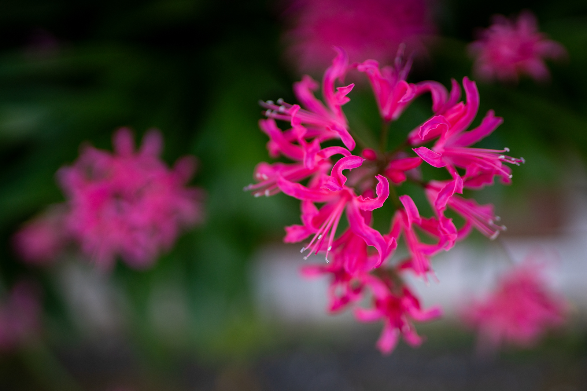 絞り開放で最短撮距離。少しだけハイライトが滲みますが、軽微ですね。オールドレンズが好きな人は物足りないのでしょうけど。<br><span class="fnt-85">α7CR／SIGMA 50mm F1.4 DG HSM｜Art／プログラムAE（1/2,000秒、F1.4、−1EV）／ISO 400</span>