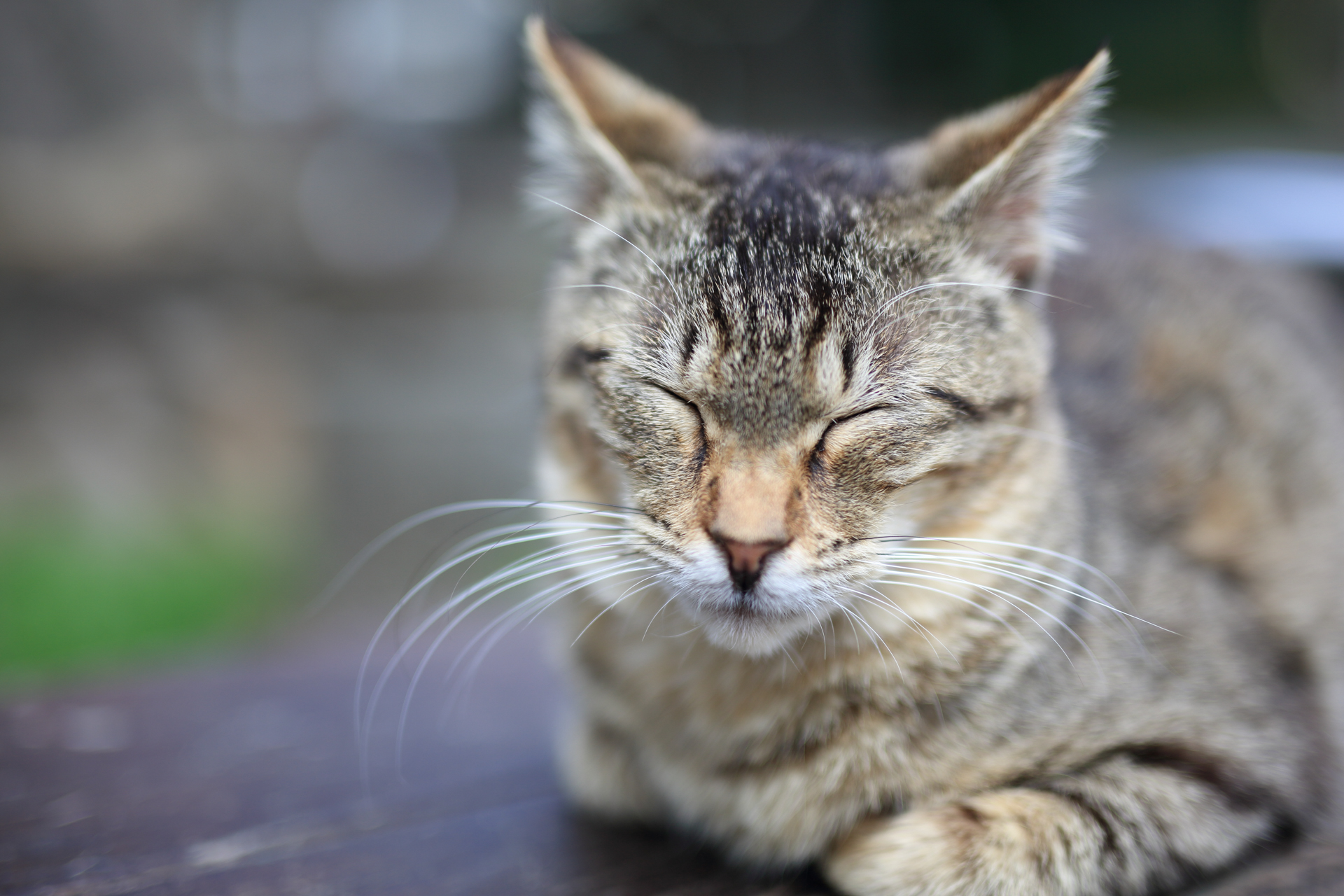 本レンズの発売時にレビュー用に撮影しました。通常の位相差AFでは合焦位置に手間取ったのでライブビューで撮影した記憶があります。<br><span class="fnt-85">EOS 5D Mark III／SIGMA 50mm F1.4 DG HSM｜Art／絞り優先AE（1/1,000秒、F1.4、＋0.3EV）／ISO 100</span>