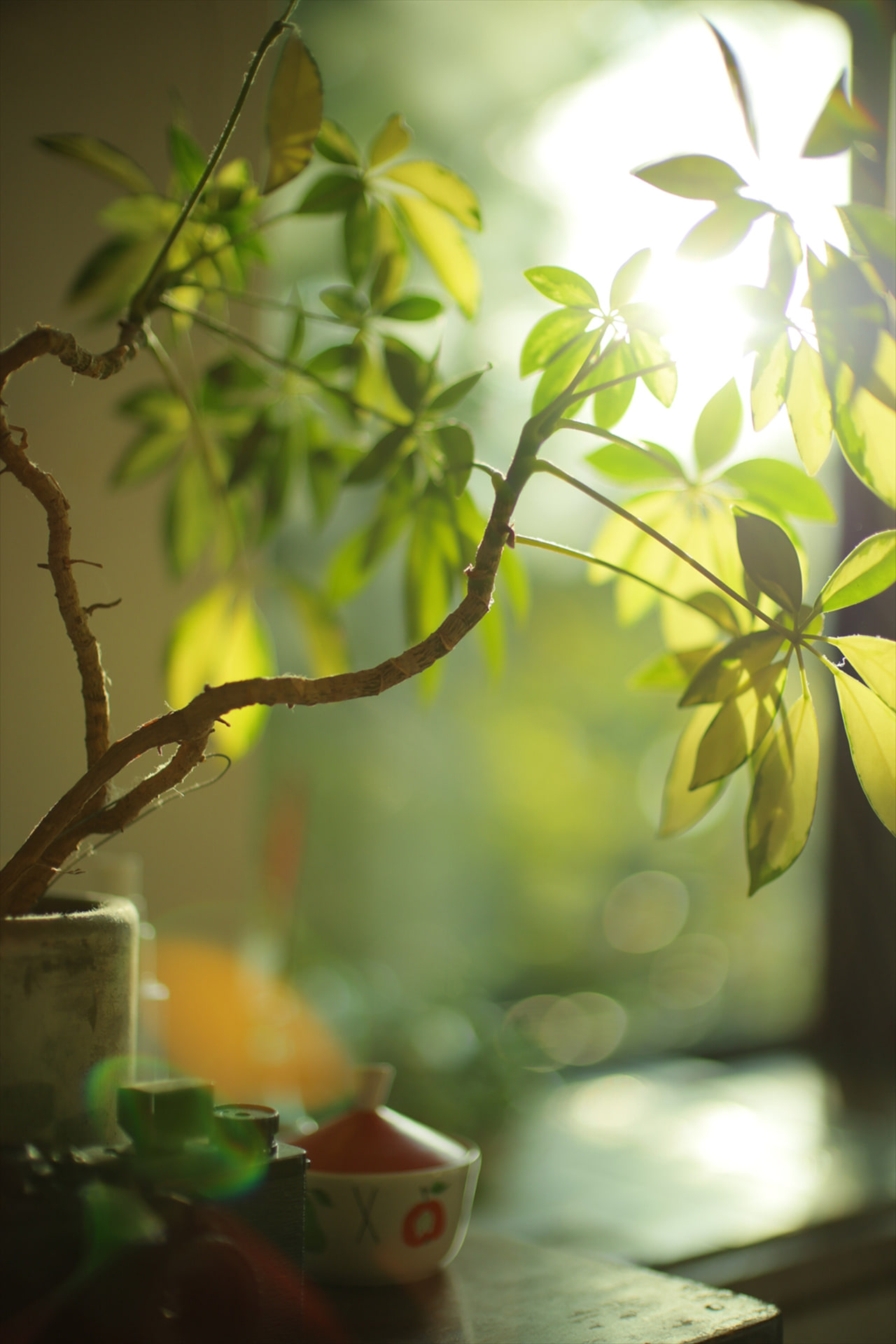 撮影：鈴木さや香<br><span class="fnt-85">キヤノン EOS R8／RF45mm F1.2 STM／マニュアル露出（1/1,250秒、F1.2）／ISO 200</span>