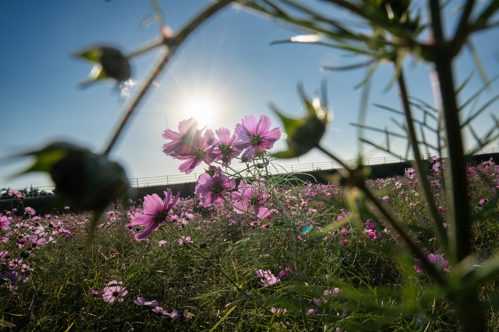 TTArtisan ミニフラッシュを使った作例。遅い午後、逆光のコスモスをフラッシュで浮き上がらせた