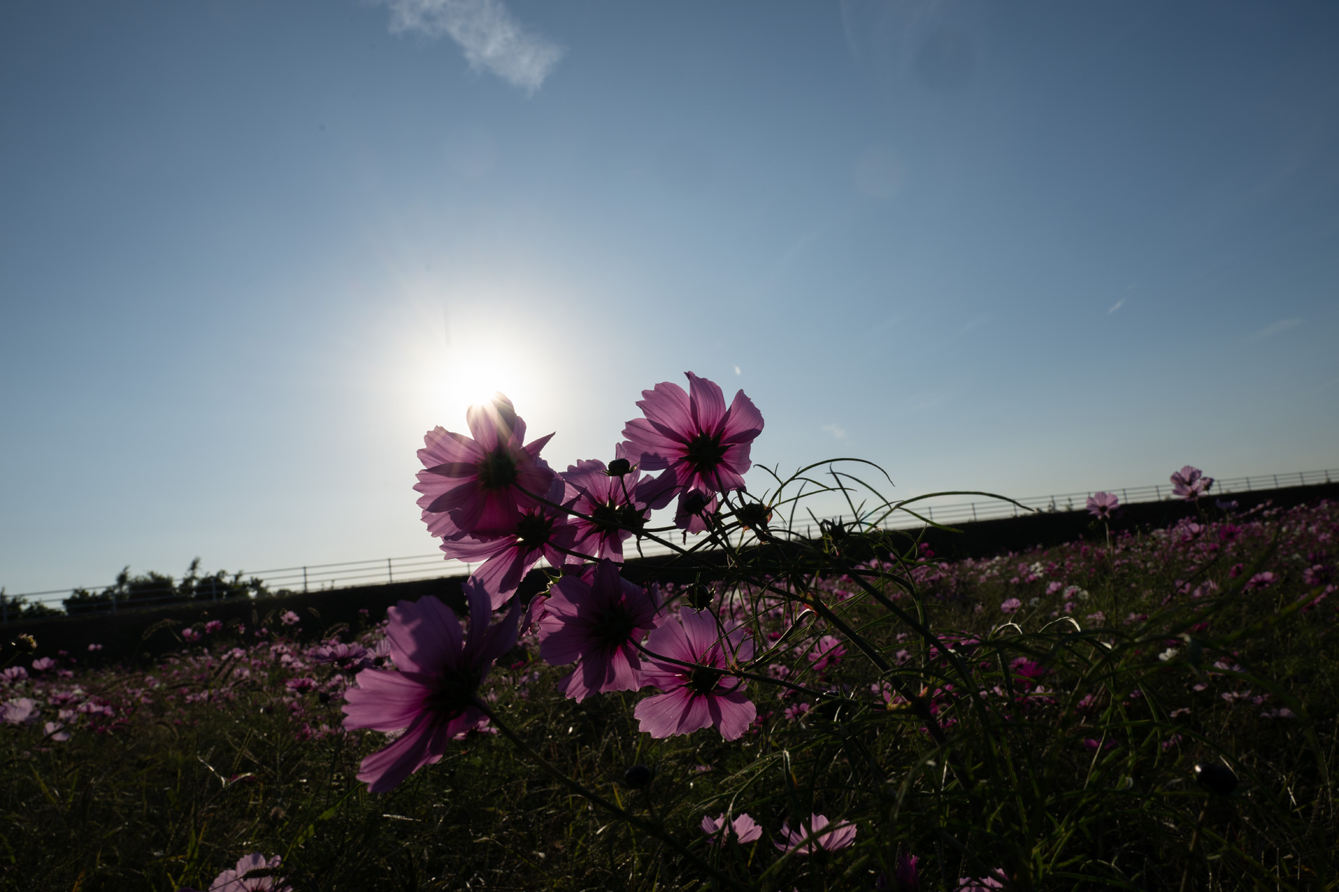 フラッシュなし