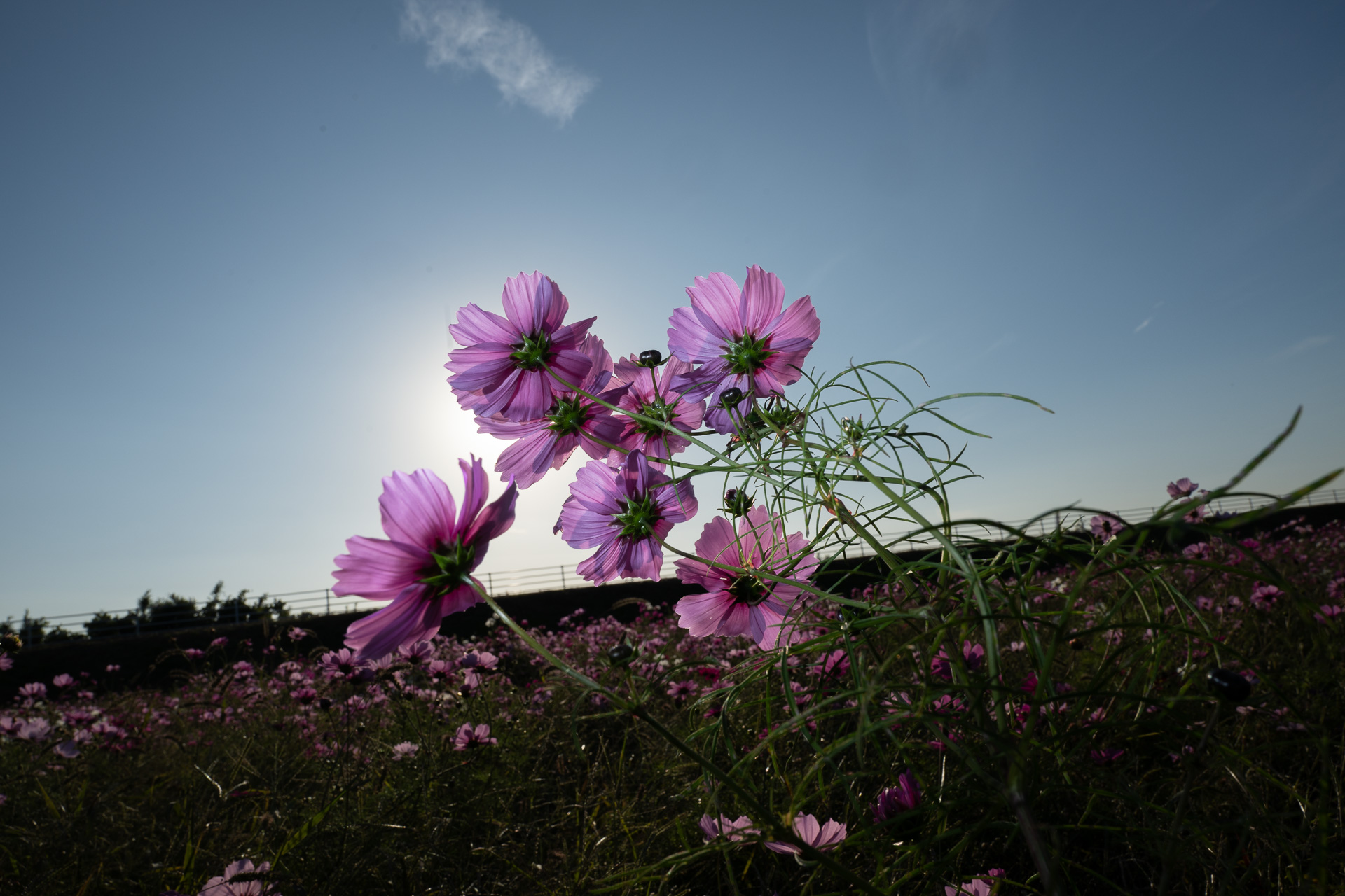 フラッシュあり