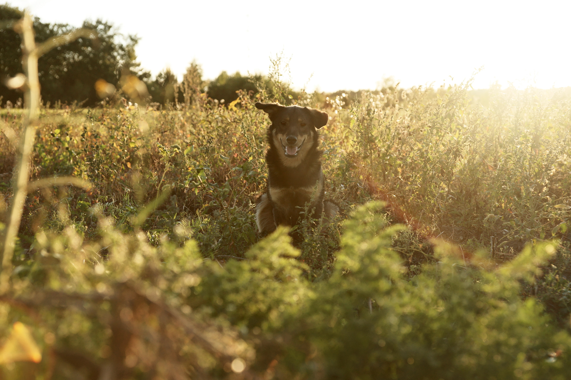 13年間、どうしても自然に消せずにずっと気になっていた左側の枯草