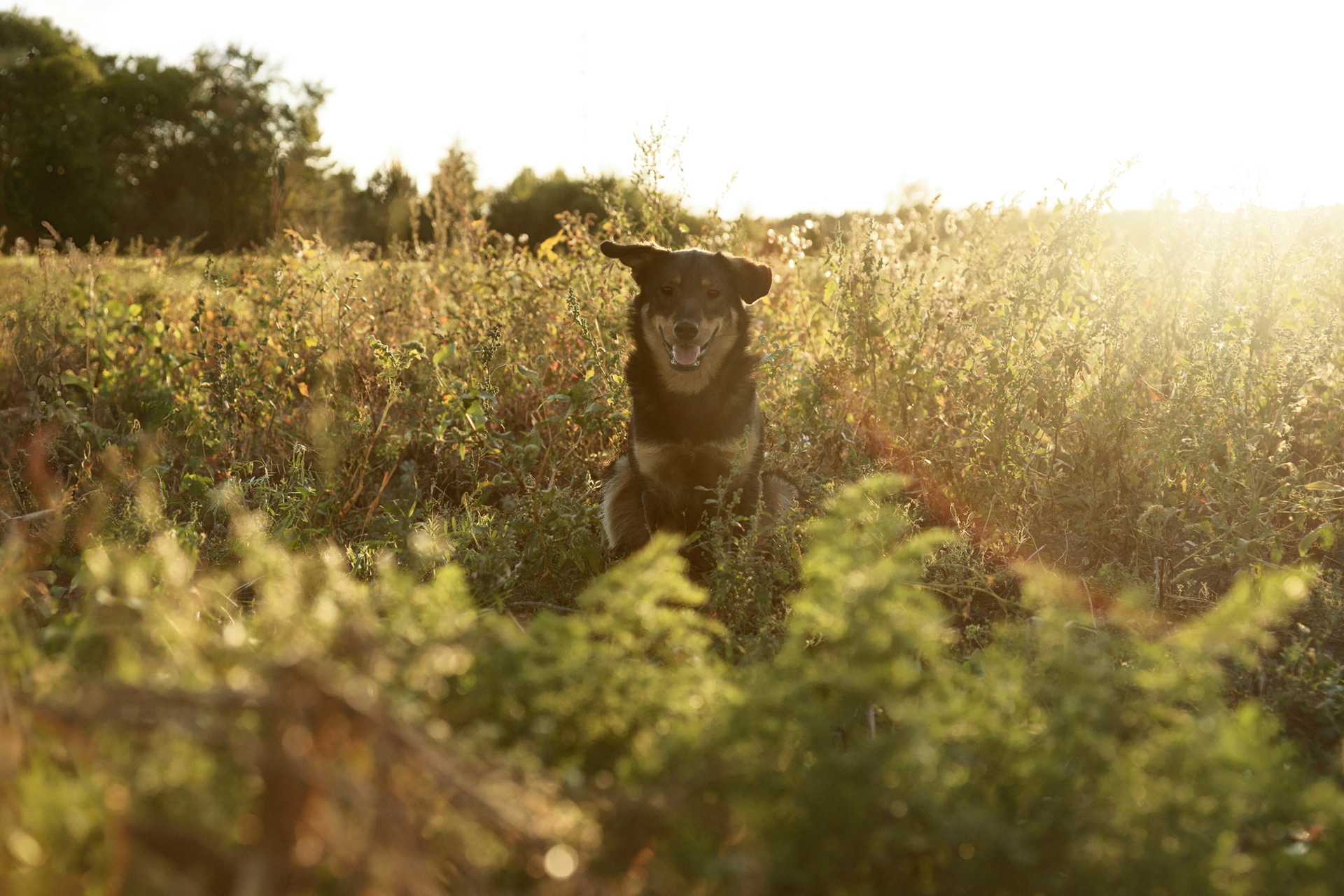 消えた枯草の跡には、違和感なく植物が生成されている