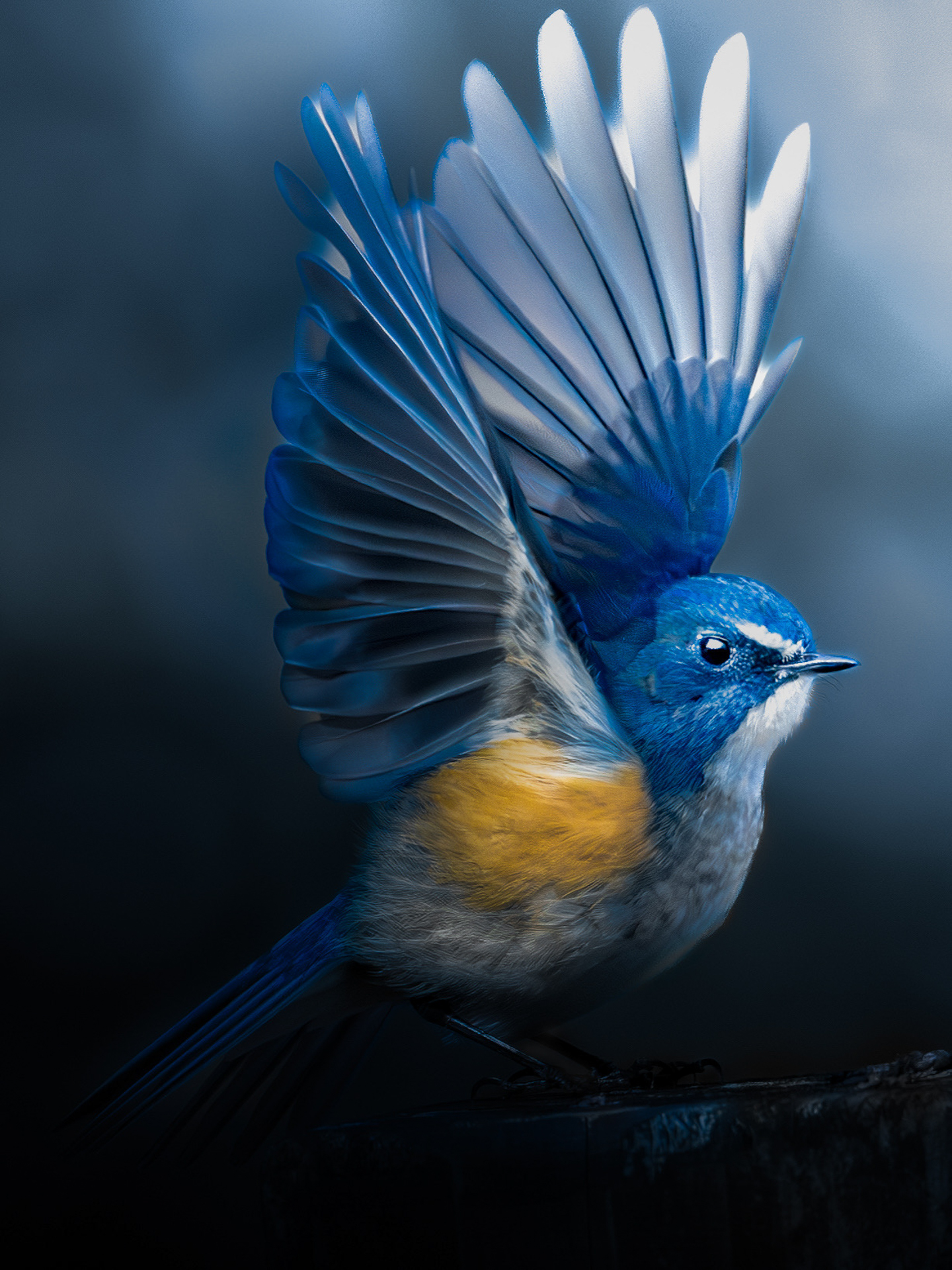 グランプリ：「寒暁の舞」U-18部門（単写真）眞野瑞己