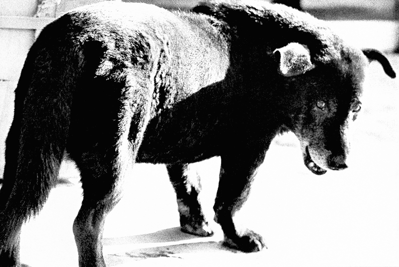 Stray Dog, Misawa, 1971. From <i>A Hunter</i>. ©Daido Moriyama/Daido Moriyama Photo Foundation.