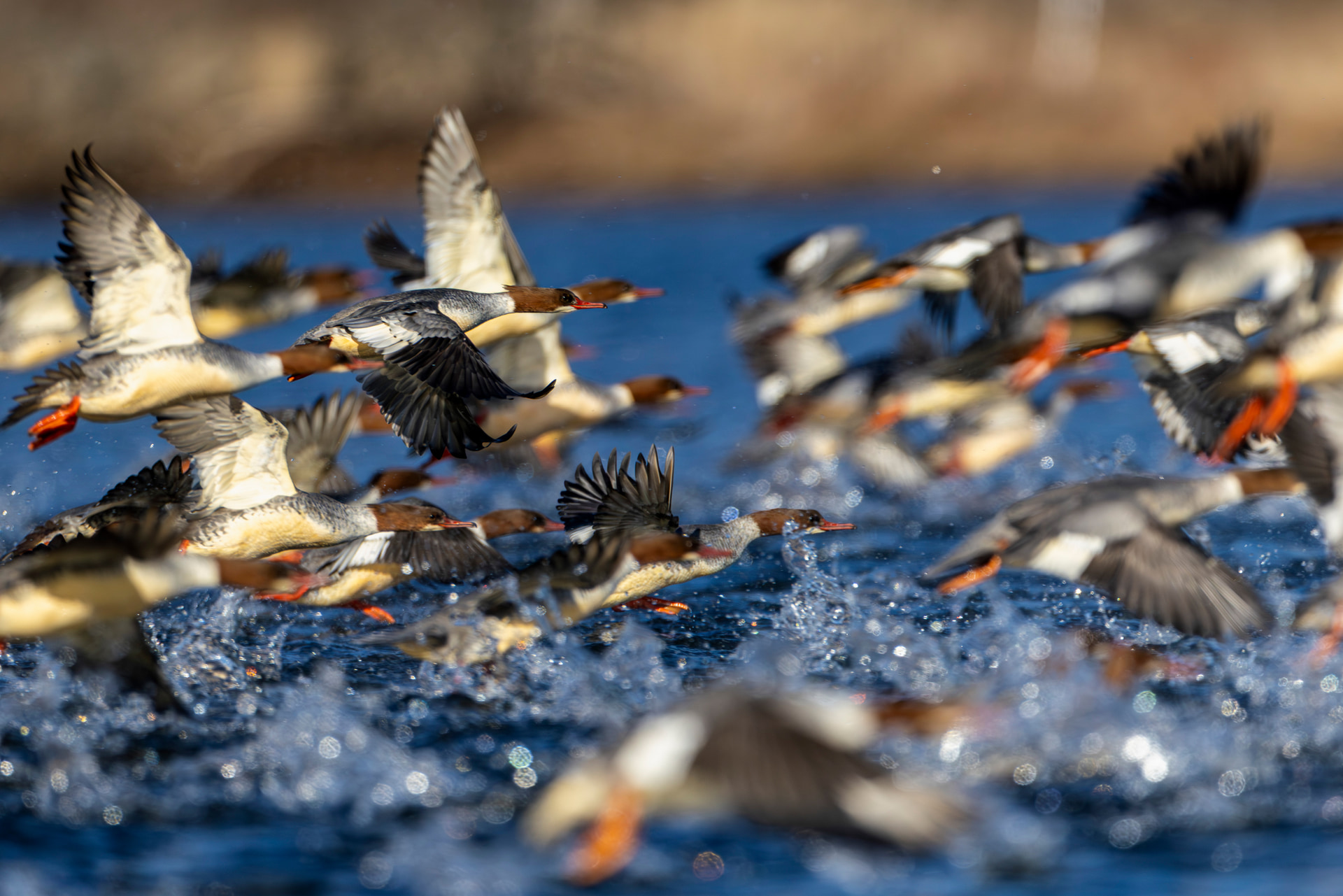 カワアイサの群れが飛び立つシーン。神経質な鳥で早朝からブラインドに入って待機して撮影。雲台の水準器で水平ラインを慎重に合わせて、途中で水平が狂わないように注意した<br><span class="fnt-85">キヤノン EOS R5 Mark II／RF1200mm F8 L IS USM／1,200mm／マニュアル露出（F8、1/4,000秒）／ISO 1600／WB：オート</span>