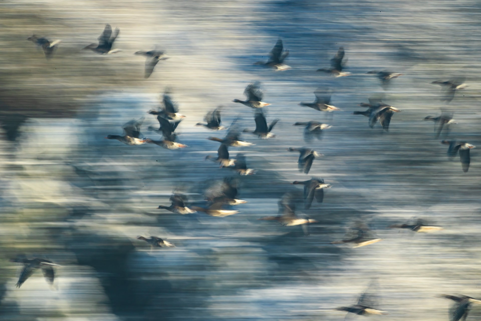 マガンの群れをスローシャッターで流し撮りした。超望遠レンズでの流し撮りはパンの速度が一定でないとNGカットの連発になるので、パントルクを重めに設定し慎重に流し撮りをした<br><span class="fnt-85">キヤノン EOS R5 Mark II／RF1200mm F8 L IS USM／1,200mm／マニュアル露出（F45、1/15秒）／ISO 200／WB：オート</span>