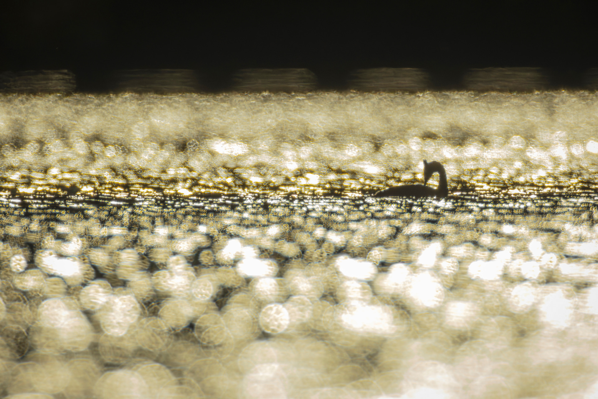 双眼鏡でやっと確認できる距離にいたカンムリカイツブリを35mm換算約2,688mm相当で撮影。被写界深度が極浅なので前後のボケが大きく玉ボケするのを考慮して絞り値を調整した<br><span class="fnt-85">キヤノン EOS R7／RF1200mm F8 L IS USM＋EXTENDER RF1.4x／1,680mm（2,688mm相当）／マニュアル露出（F11、1/2,000秒）／ISO 400／WB：オート</span>