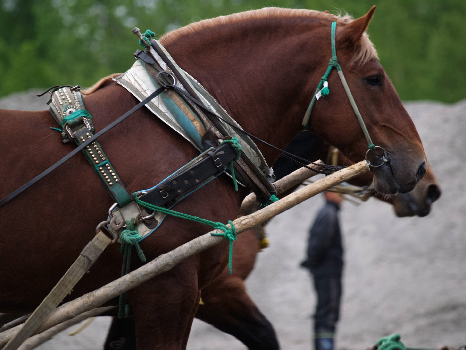スーパーペガサス（2006年撮影）