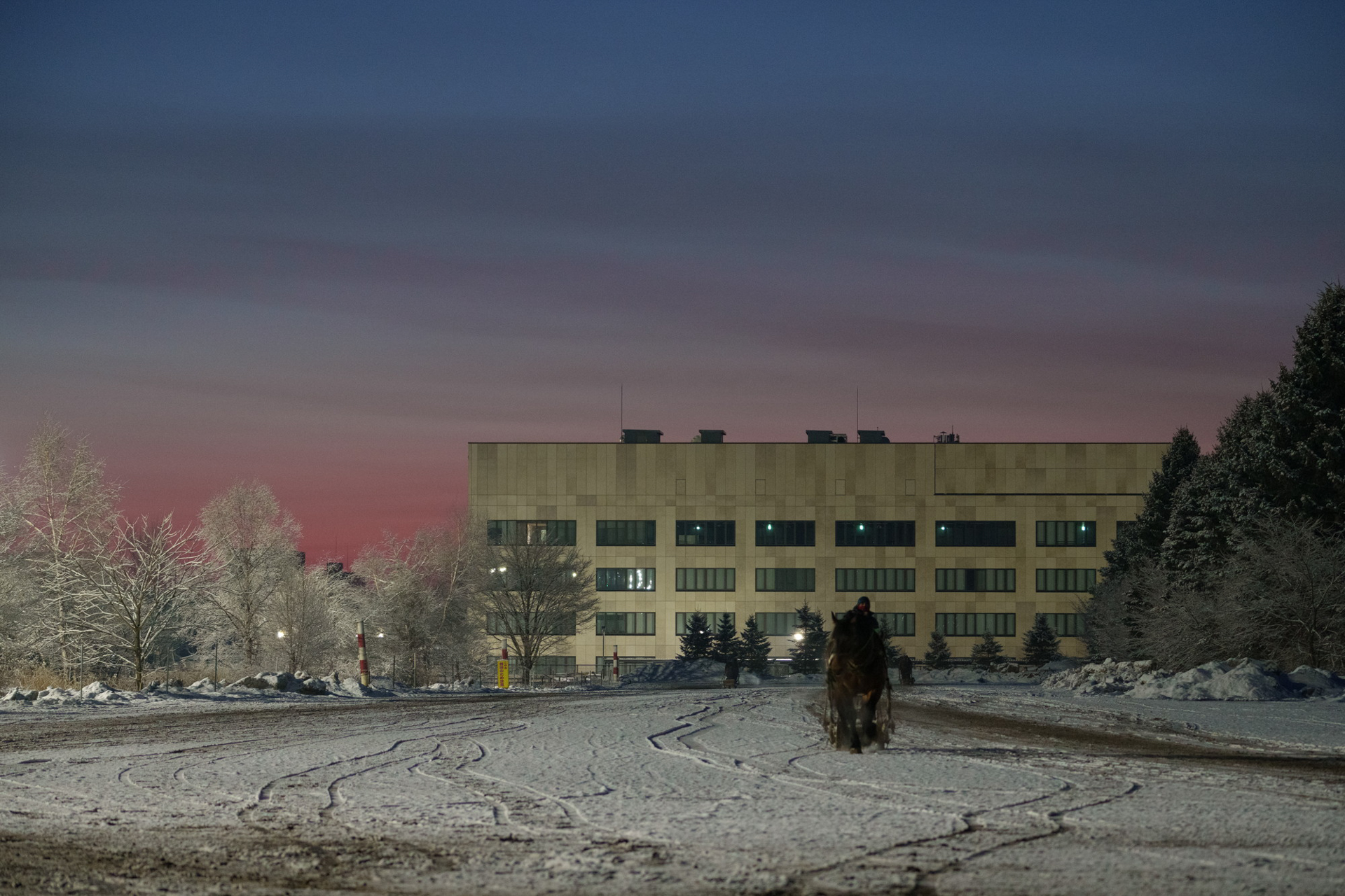 競馬場内で滅多に見れない、木に樹氷がついた景色