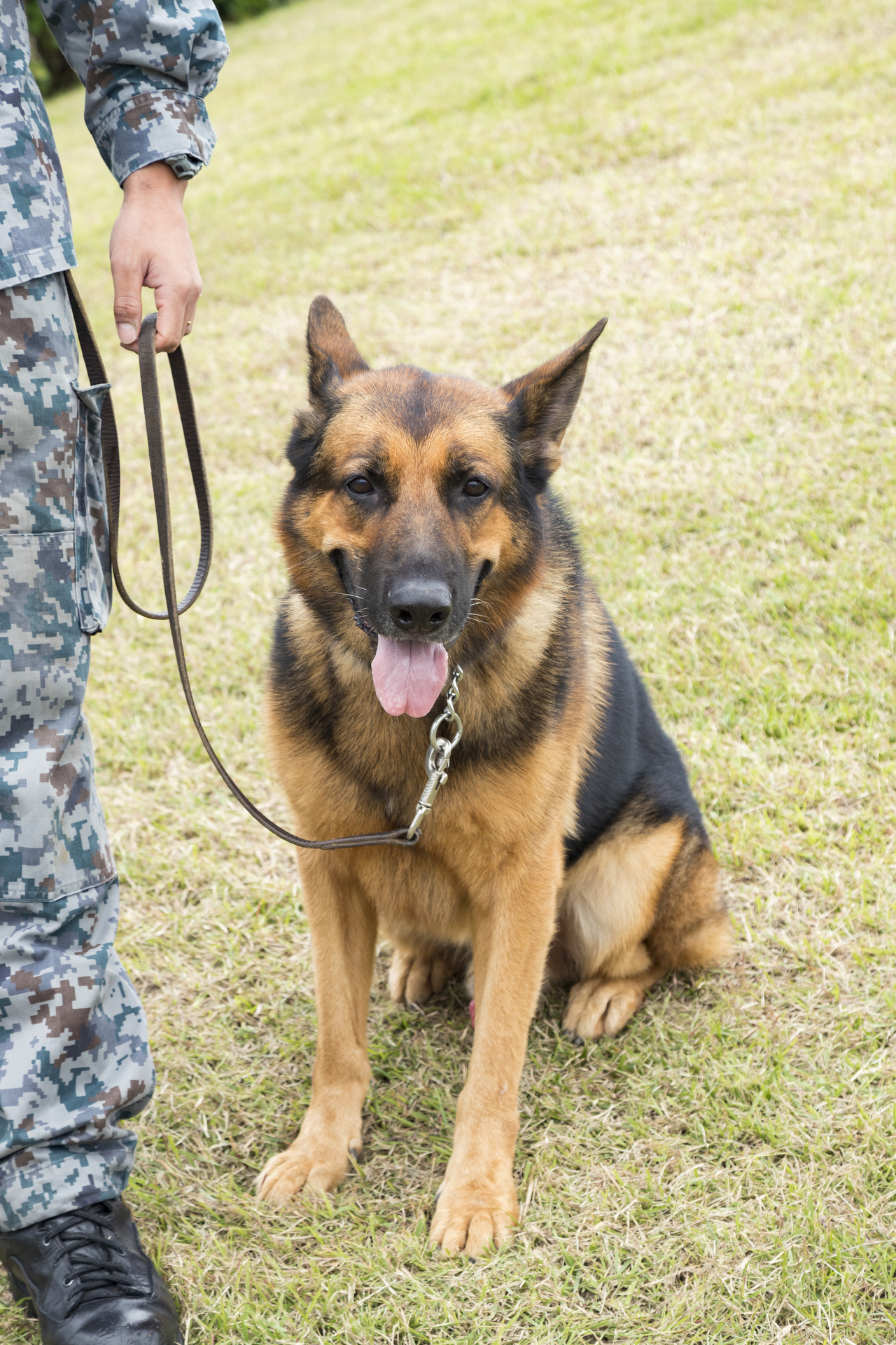 正門からエプロン地区に向かう途中で行われている警備犬の訓練展示。展示の合間には近くで見ることができます（2018年の美ら島エアフェスタにて撮影）