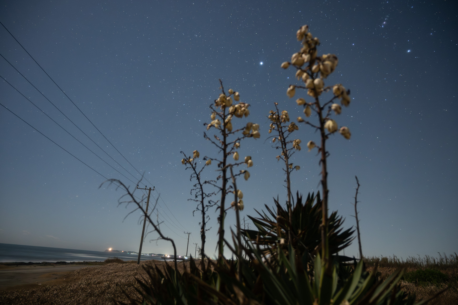 月明かりもあって地表もよく写っている。