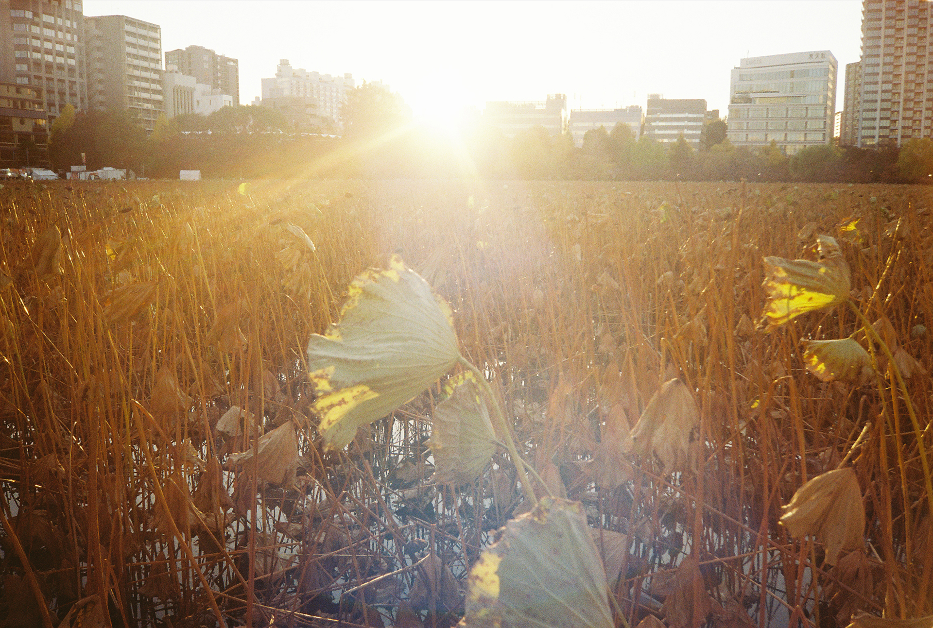 フレアによる幻想的なムードで夢のような光がひろがります<br>フィルム：Lomography Color Negative 400