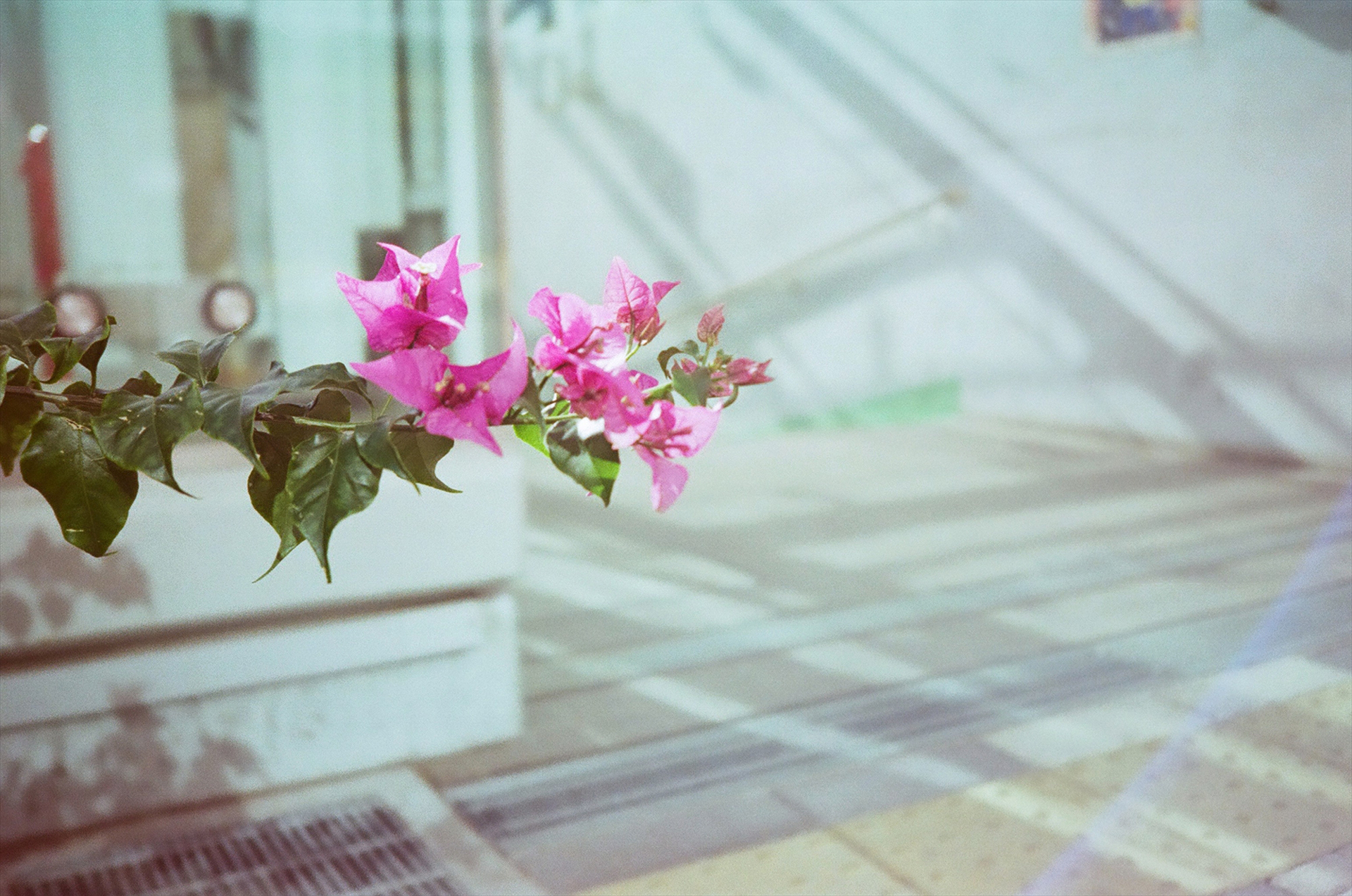 フィルム：Kodak Gold 200