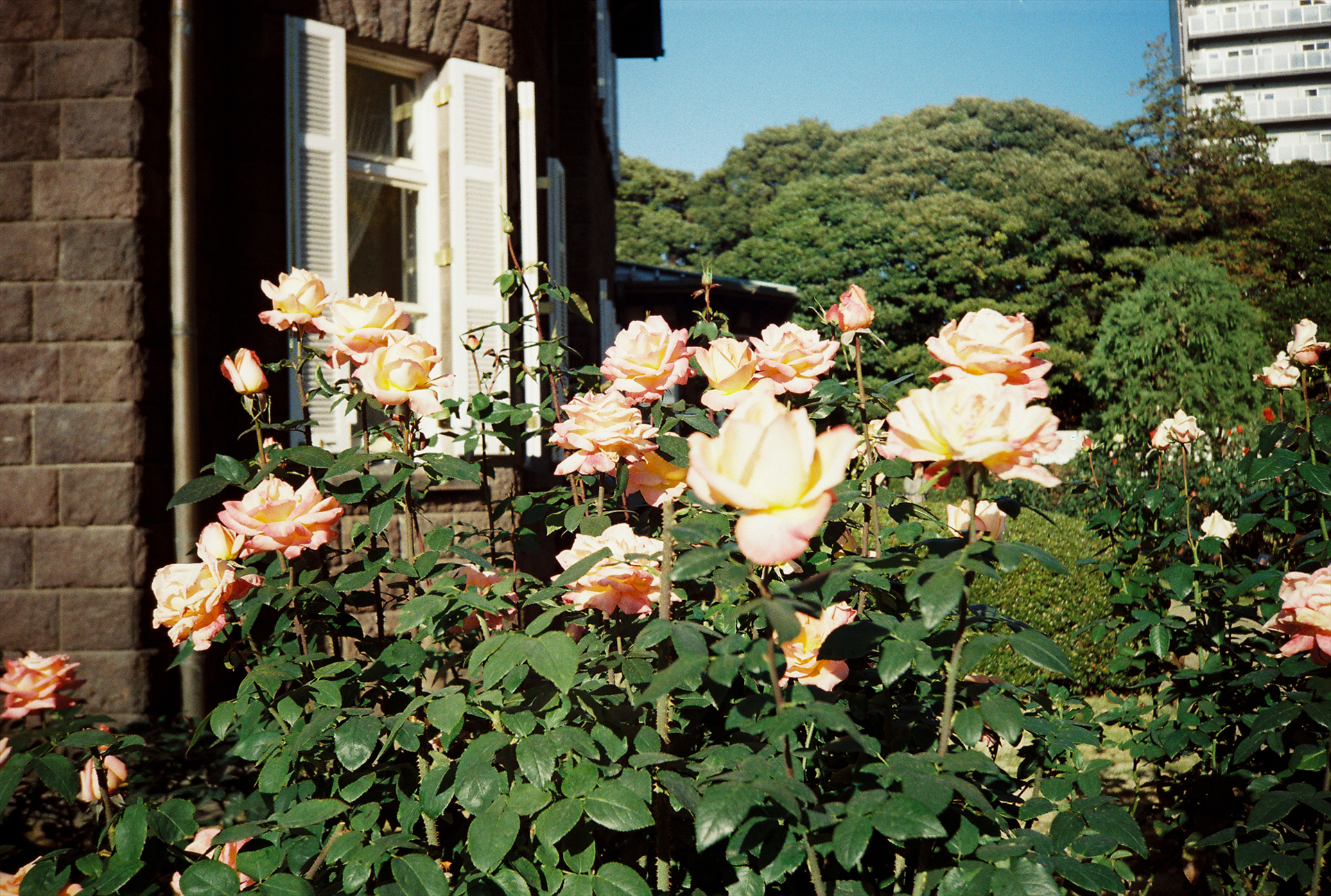 ゾーンフォーカス1.5m／絞り優先AE（F8、SSオート）／フィルム：Lomography Color Negative 400