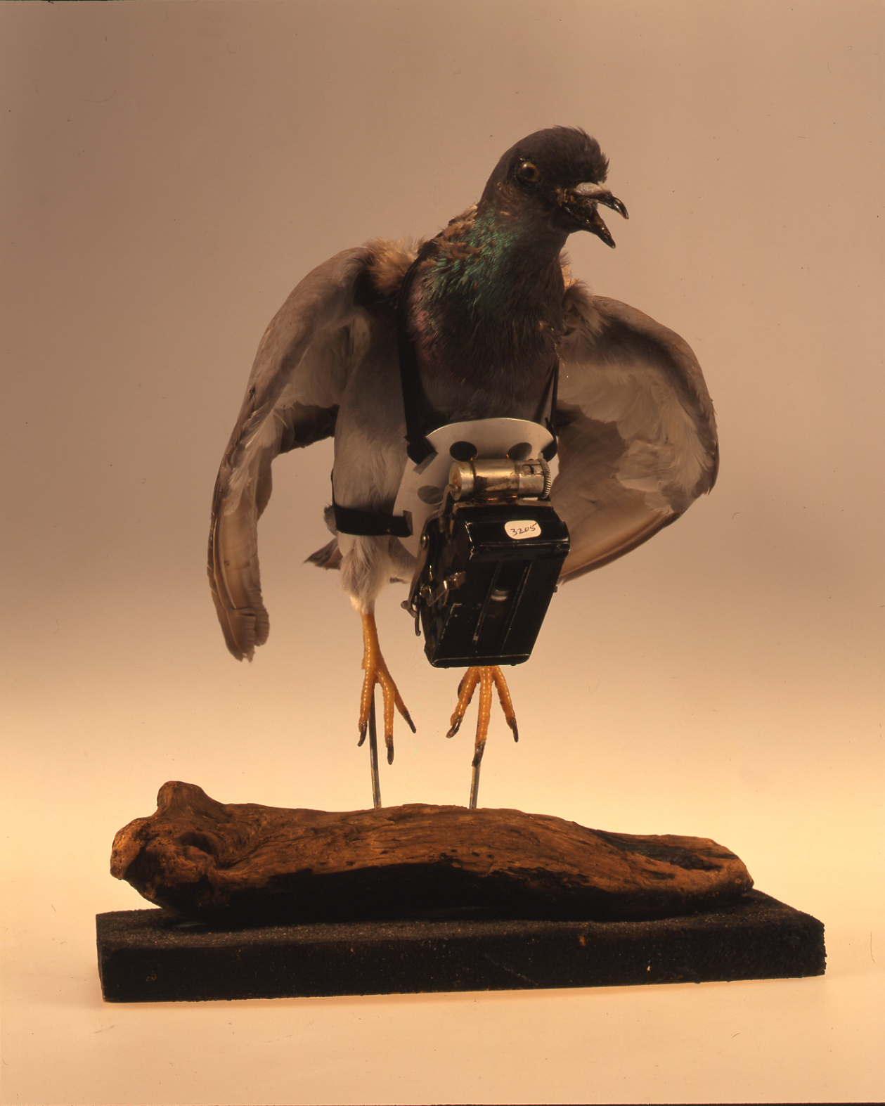 「ドッペル・シュポルト」ユリウス・ノイブロンナー（1908年頃）