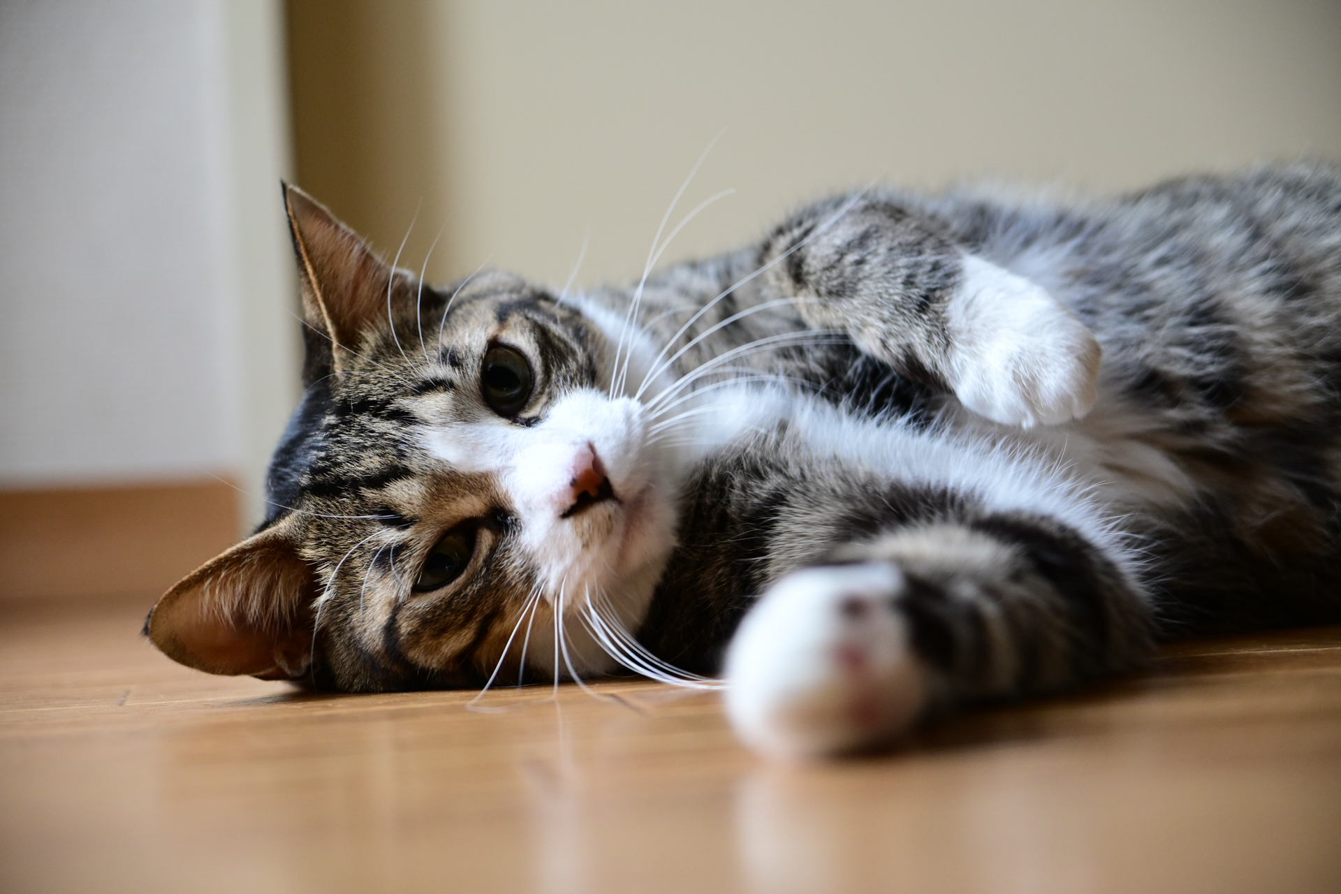 ニコン Z50II／NIKKOR Z DX 16-50mm f/2.8 VR／50mm（75mm相当）／絞り優先AE（1/160秒、F2.8、＋0.7EV）／ISO 800