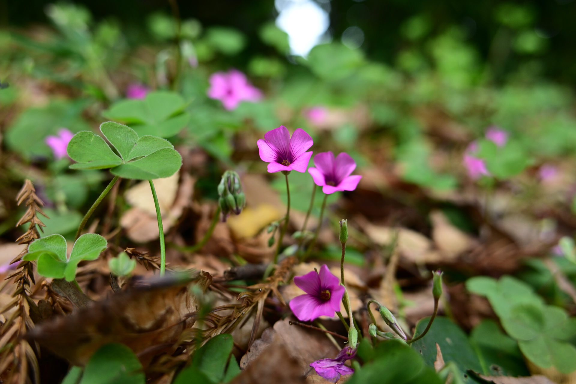 ニコン Z50II／NIKKOR Z DX 16-50mm f/2.8 VR／22.5mm（33mm相当）／絞り優先AE（1/200秒、F4.0、±0.0EV）／ISO 400