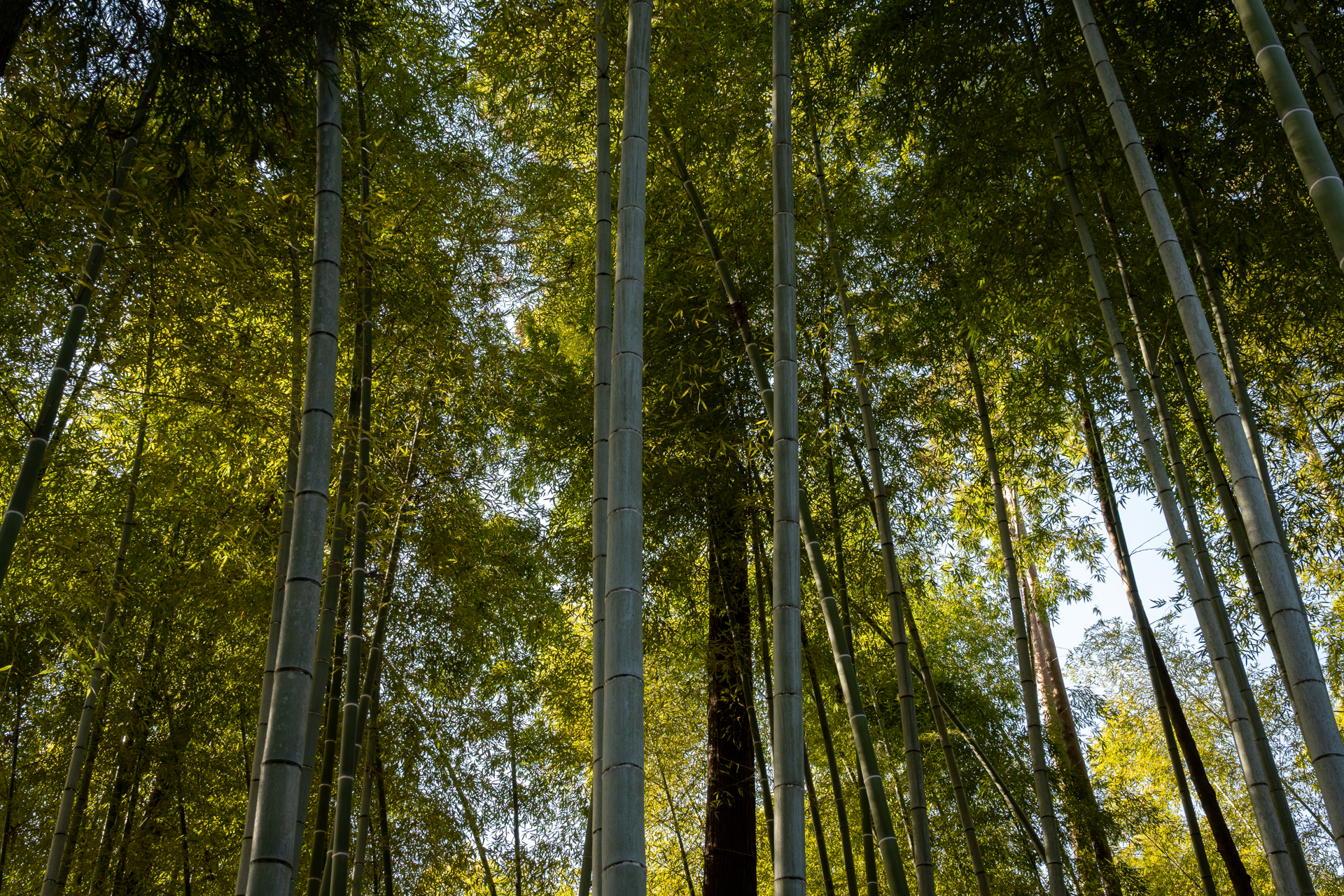 竹林。こうした風景はフルサイズ高画素機の出番だと思うかもしれませんが、なんら描写に問題ないですね。<br><span class="fnt-85">ニコン Z50II／NIKKOR Z 24-70mm f/4 S／24mm（36mm相当）／プログラムAE（1/200秒、F7.1、±0.0EV）／ISO 400</span>