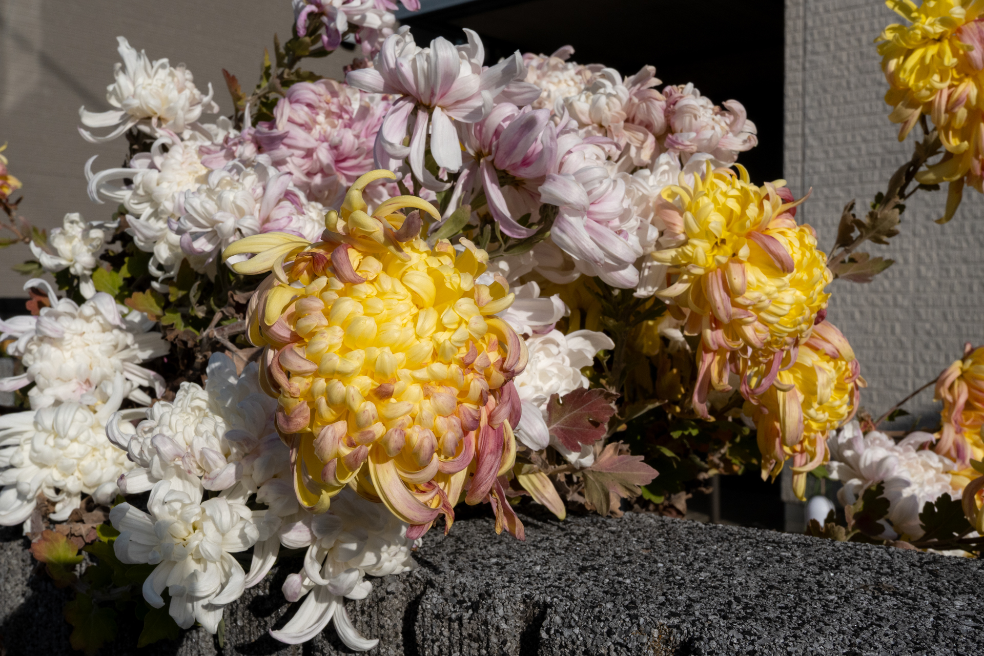 塀の上にあった菊。少し疲れ気味の状態ですが、理想的な位置にフォーカスされますね。<br><span class="fnt-85">ニコン Z50II／NIKKOR Z 24-70mm f/4 S／24mm（36mm相当）／プログラムAE（1/800秒、F14、−0.3EV）／ISO 400</span>