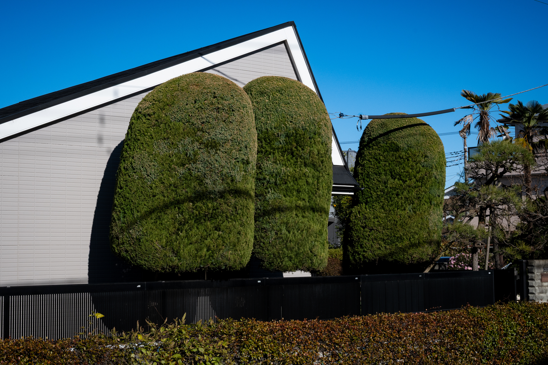庭師がきっちりと手入れをしていることがよくわかりますが、こうした植木のアタマのアールをみると撫でたくなるのですが、その代わりに撮るわけです。<br><span class="fnt-85">ニコン Z50II／NIKKOR Z 24-70mm f/4 S／41mm（61mm相当）／プログラムAE（1/640秒、F13、−0.7EV）／ISO 400</span>