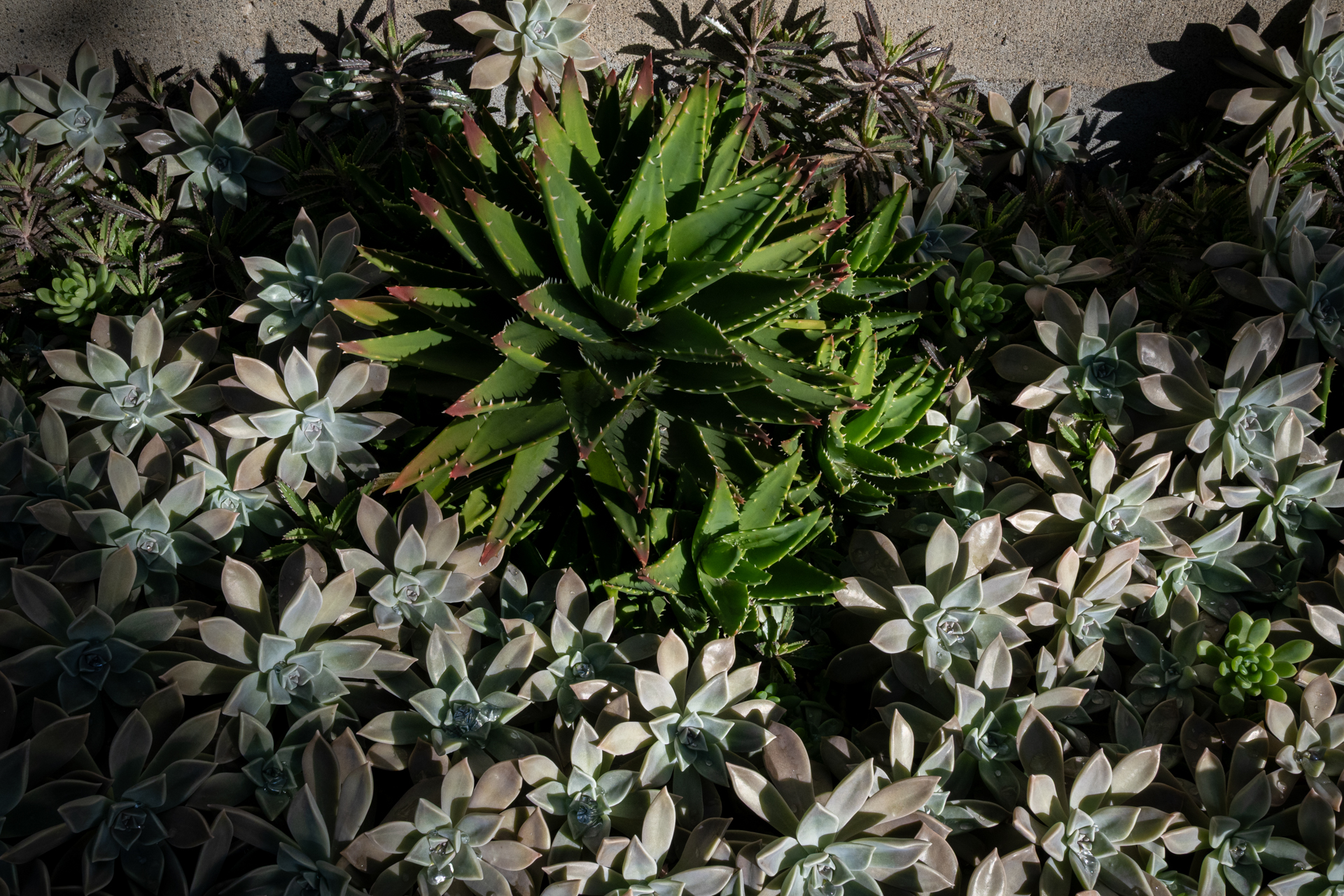 いま多肉植物はブームだそうですが、光のあたり方次第でたしかに画になりますね。すごくクリアな描写に驚いております。<br><span class="fnt-85">ニコン Z50II／NIKKOR Z 24-70mm f/4 S／26.5mm（39mm相当）／プログラムAE（1/500秒、F11、−0.7EV）／ISO 400</span>