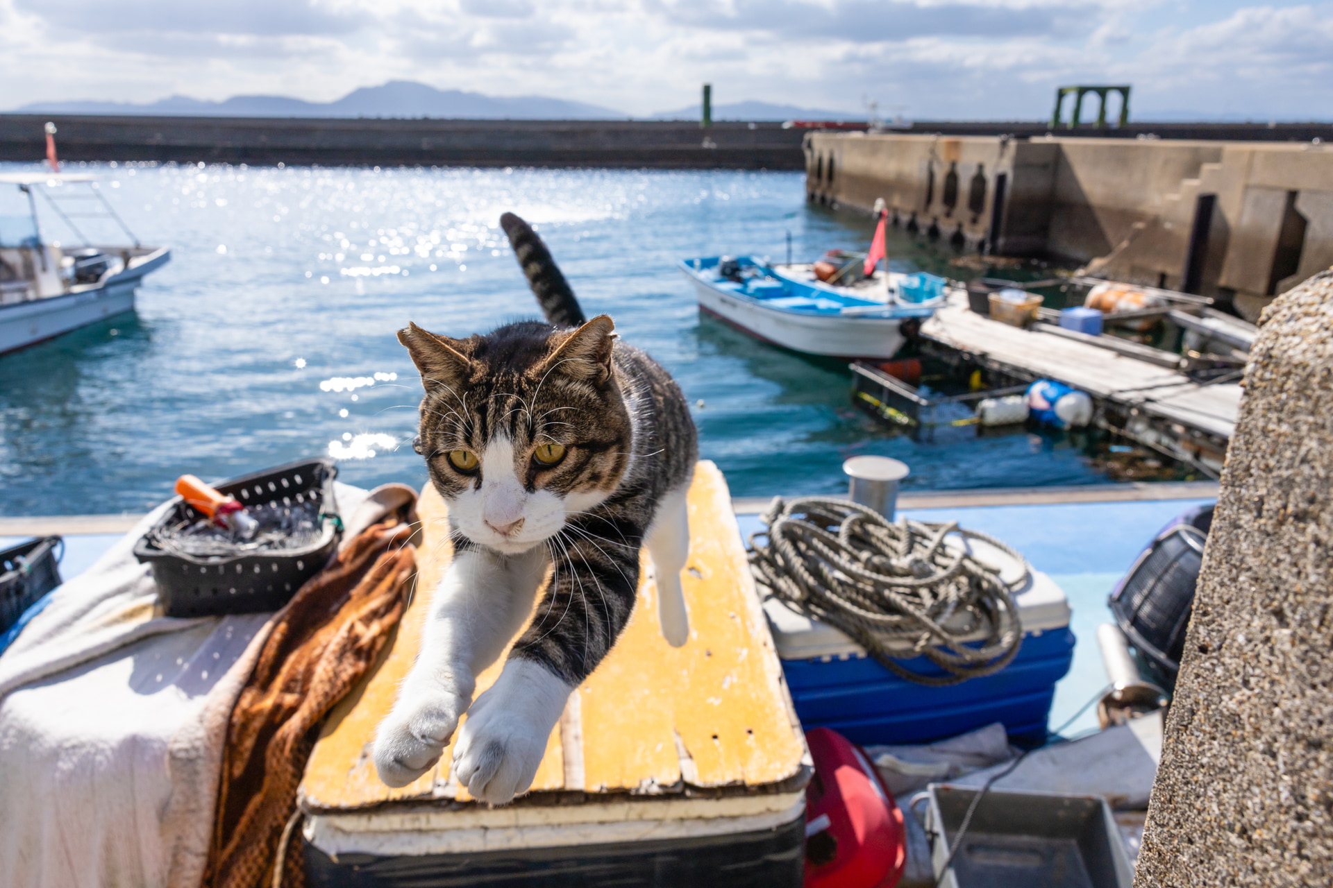 いけすの上で気持ち良さそうに日向ぼっこをしていた猫。なでてほしかったのか大ジャンプで迫ってきた。ジャンプの瞬間から手前に着地するまで、見事にピントが追従してくれた<br><span class="fnt-85">キヤノン EOS R6 Mark III／RF24-70mm F2.8 L IS USM／24mm／マニュアル露出（F8、1/1,600秒）／ISO 320／WB：オート</span>