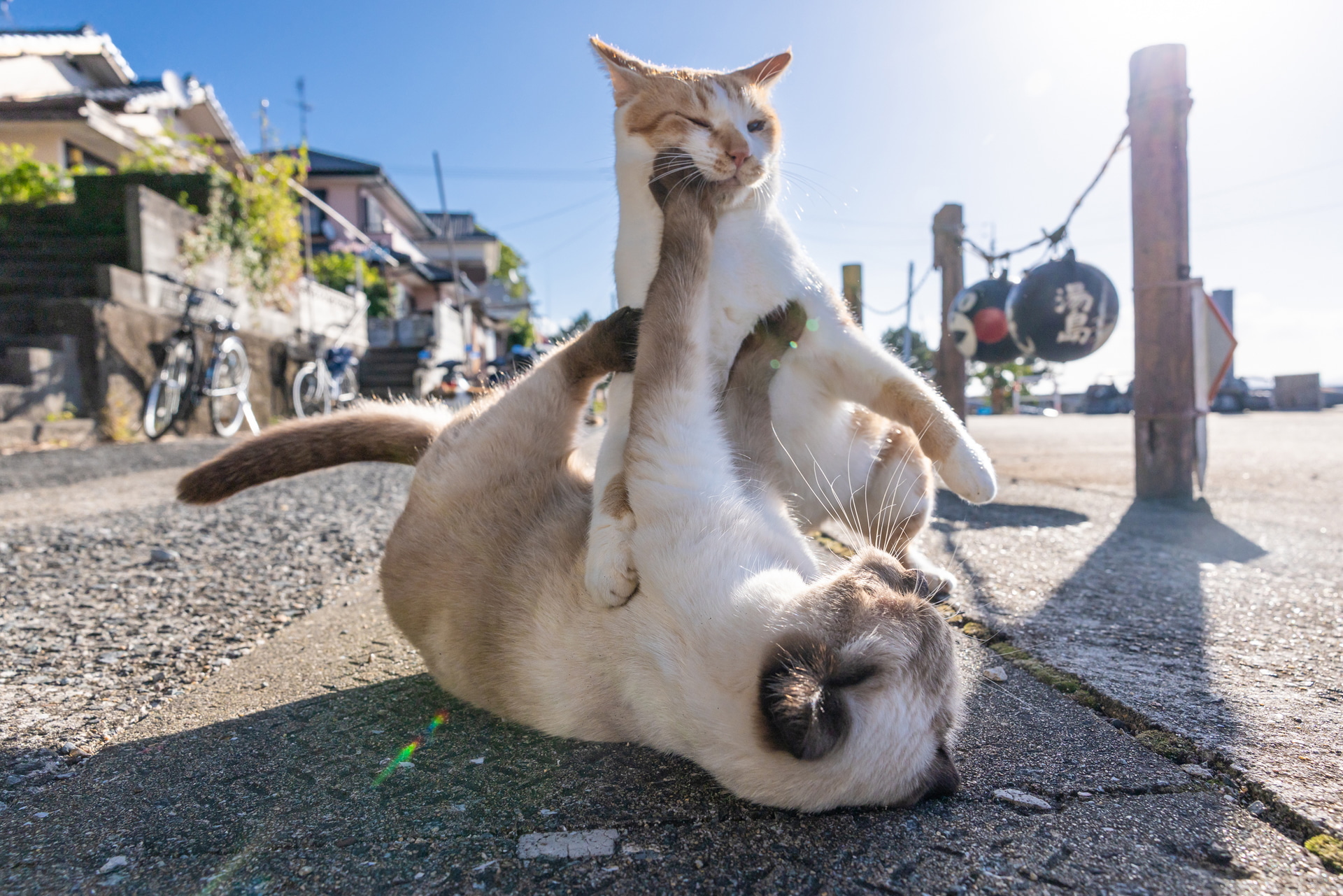 相手をしてくれそうな友達を見つけると背後から飛びつき、有利な体勢でマウントを取る。約40コマ/秒なら、目では追い切れない激しい格闘シーンも克明に捉えられる<br><span class="fnt-85">キヤノン EOS R6 Mark III／RF24-70mm F2.8 L IS USM／24mm／マニュアル露出（F7.1、1/1,600秒）／ISO 320／WB：オート</span>