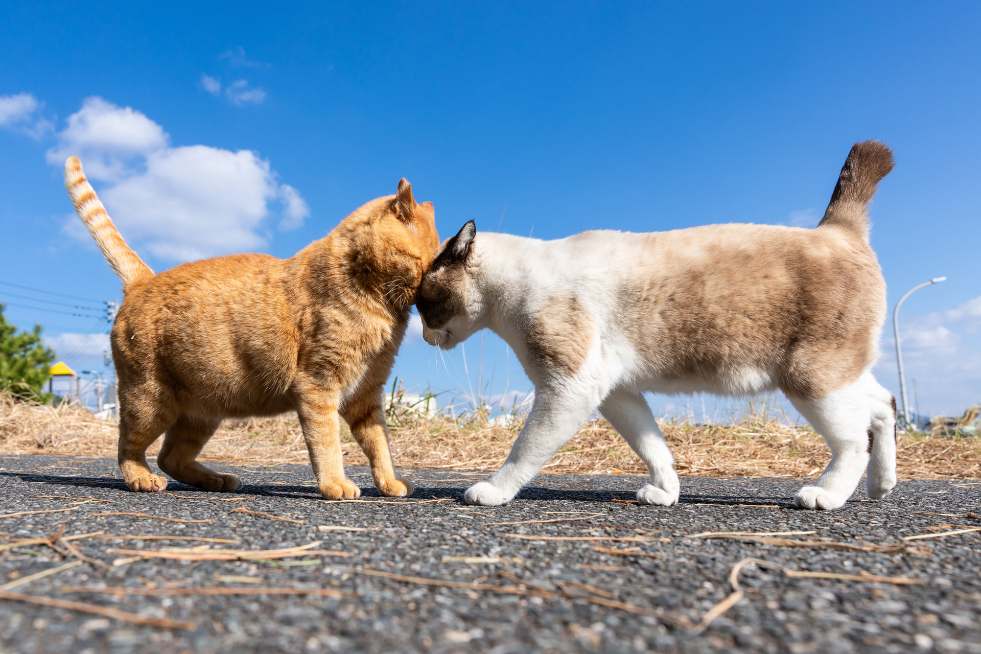 去勢をして大人しくなったシャム猫だが、かつての喧嘩相手の茶トラには反応が違う。鼻キスの代わりに頭突きからの威嚇。ただ、それだけで終わるところに今の関係性が見える<br><span class="fnt-85">キヤノン EOS R6 Mark III／RF24-70mm F2.8 L IS USM／24mm／マニュアル露出（F6.3、1/1,600秒）／ISO 200／WB：オート</span>