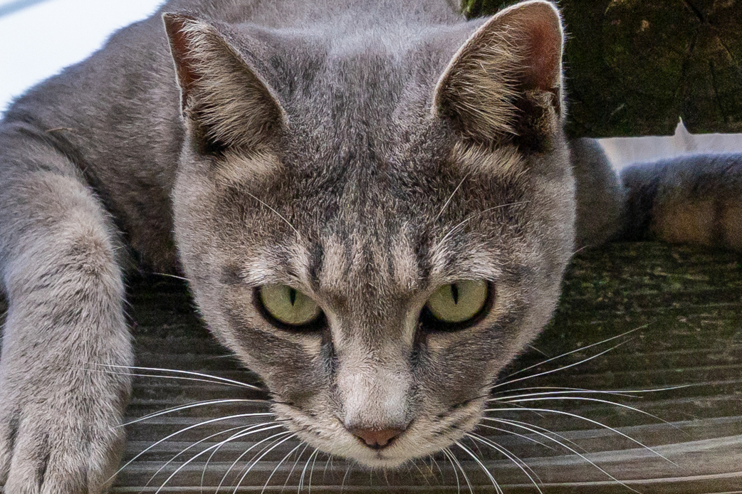 テンションが上がったグレー猫が、アスレチックのような遊具を猛スピードでよじ登り、頭上からドヤ顔で見下ろしてきた。約3,250万画素あるので、アップにするとその得意げな表情がよく分かる