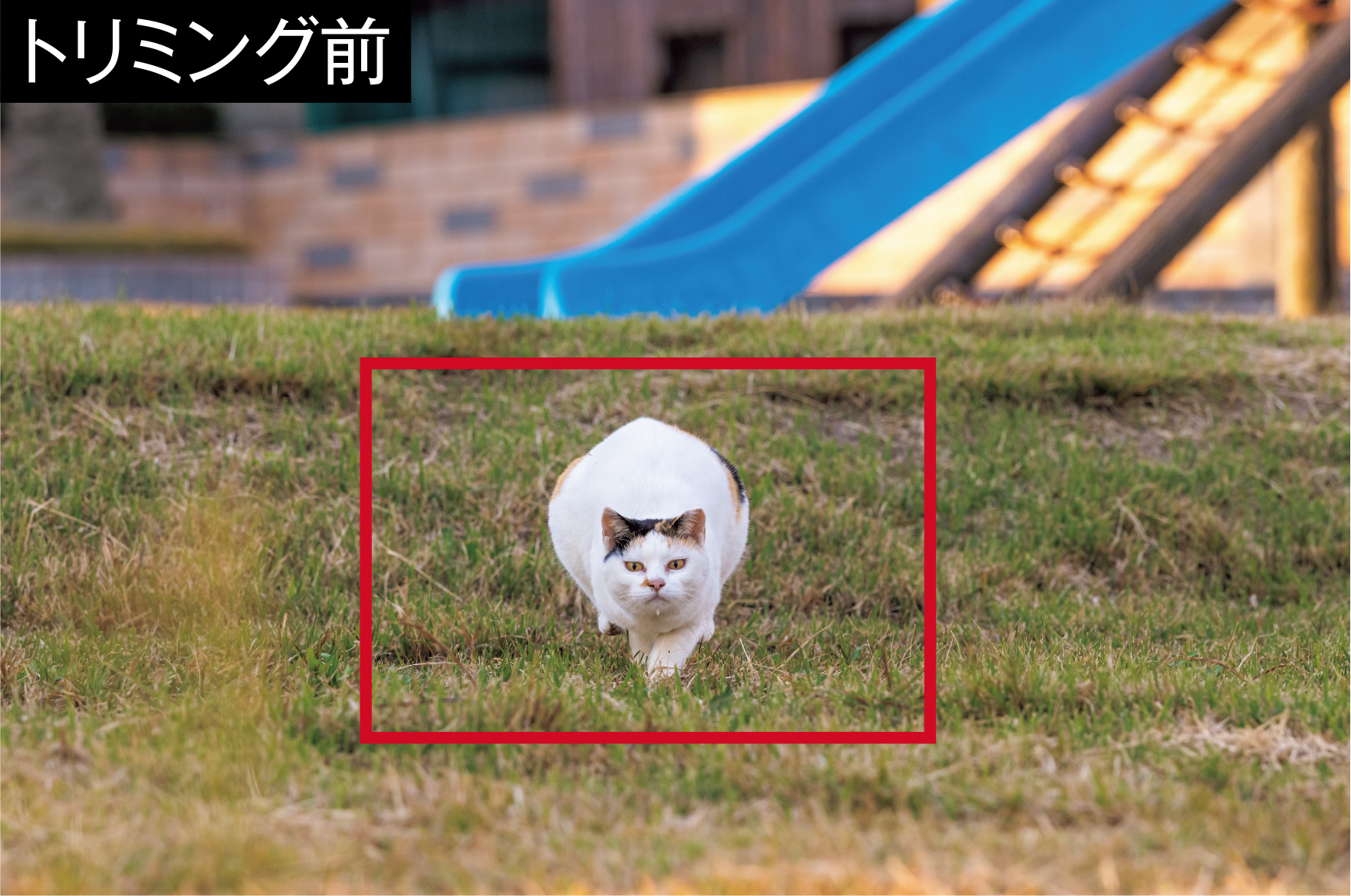 人を見つけると「遊んでもらえる！」と全速力で駆けてくる。その必死な表情を強調するためにトリミングを行った。画素数が多いため、大胆に切り取っても画質が保たれるのが頼もしい<br><span class="fnt-85">キヤノン EOS R6 Mark III／RF70-200mm F2.8 L IS USM Z／178mm／マニュアル露出（F6.3、1/1,600秒）／ISO 2000／WB：オート</span>