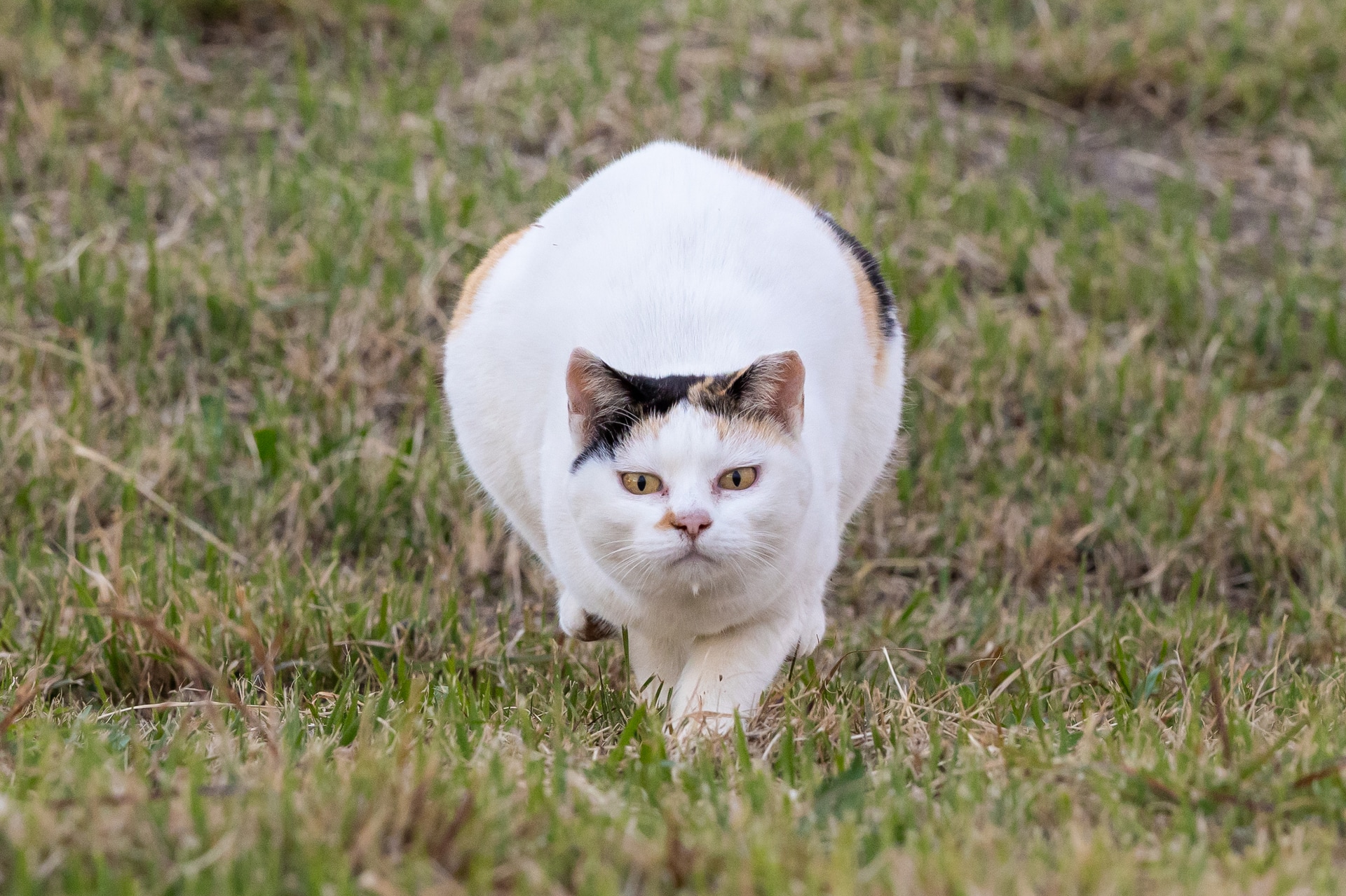 人を見つけると「遊んでもらえる！」と全速力で駆けてくる。その必死な表情を強調するためにトリミングを行った。画素数が多いため、大胆に切り取っても画質が保たれるのが頼もしい<br><span class="fnt-85">キヤノン EOS R6 Mark III／RF70-200mm F2.8 L IS USM Z／178mm／マニュアル露出（F6.3、1/1,600秒）／ISO 2000／WB：オート</span>